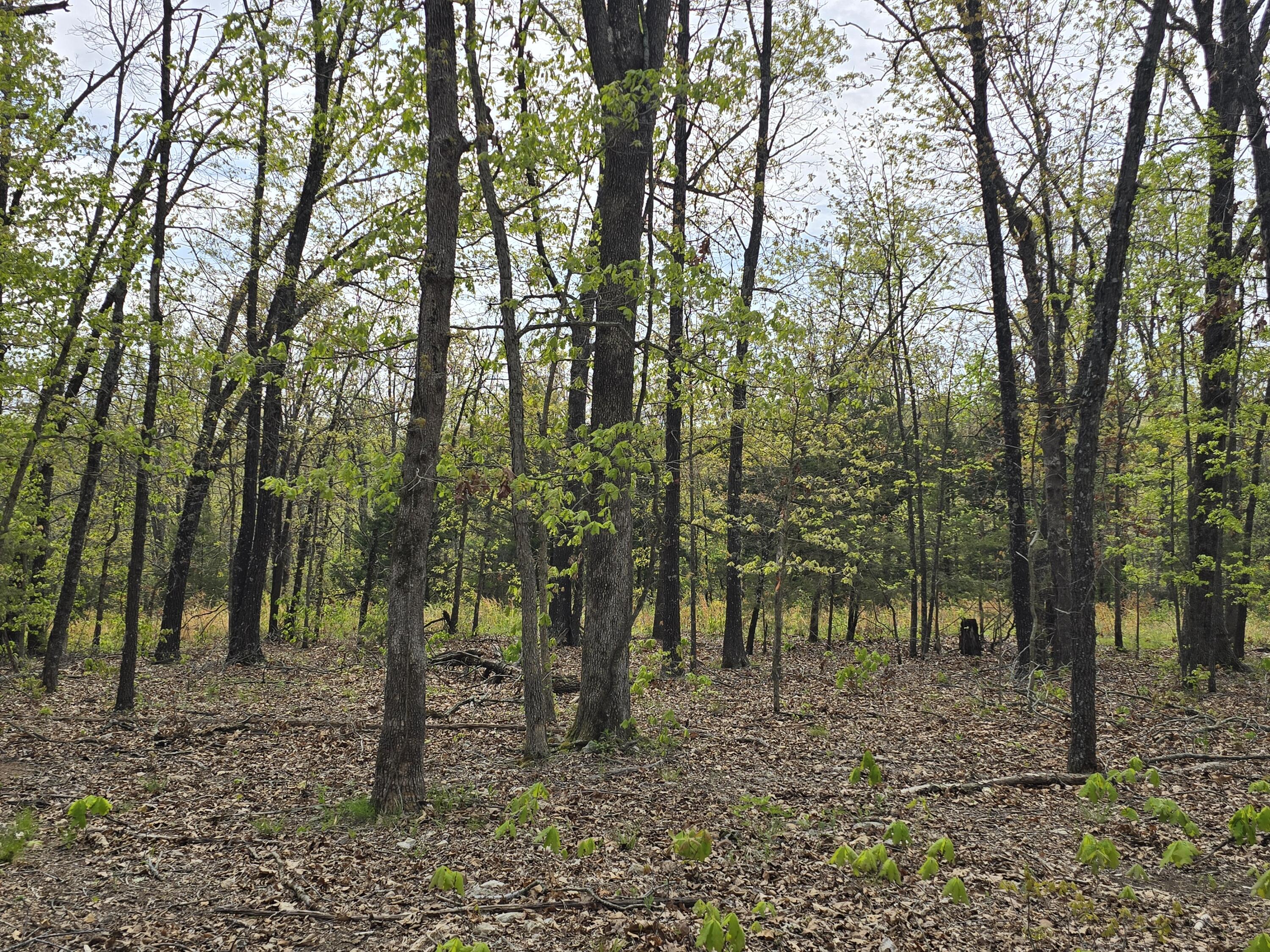Photo 19 - Land for sale – Tract M  Greatview Lane  Lebanon, MO