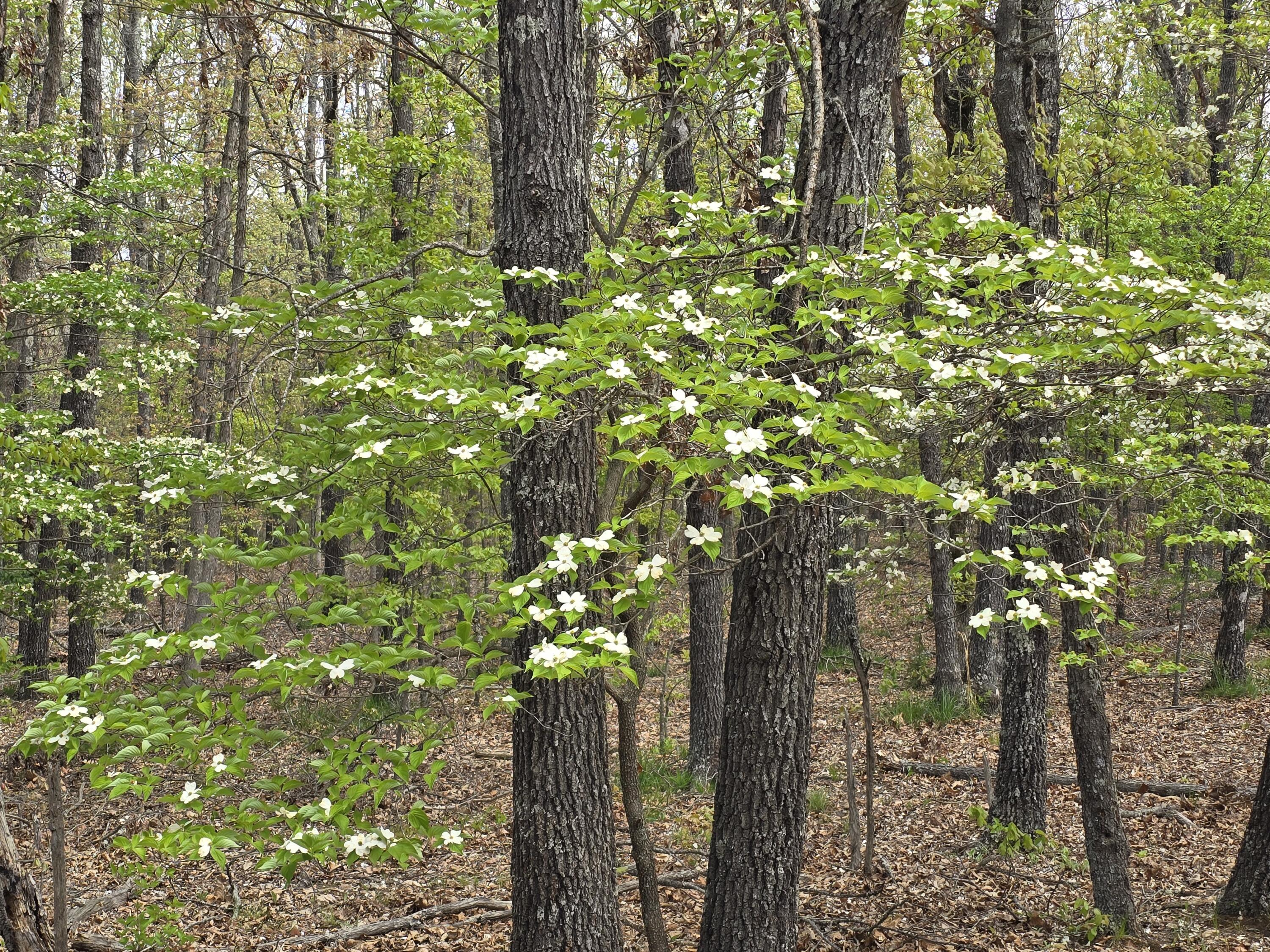 Photo 17 - Land for sale – Tract P  Galaxy Lane Lane  Lebanon, MO