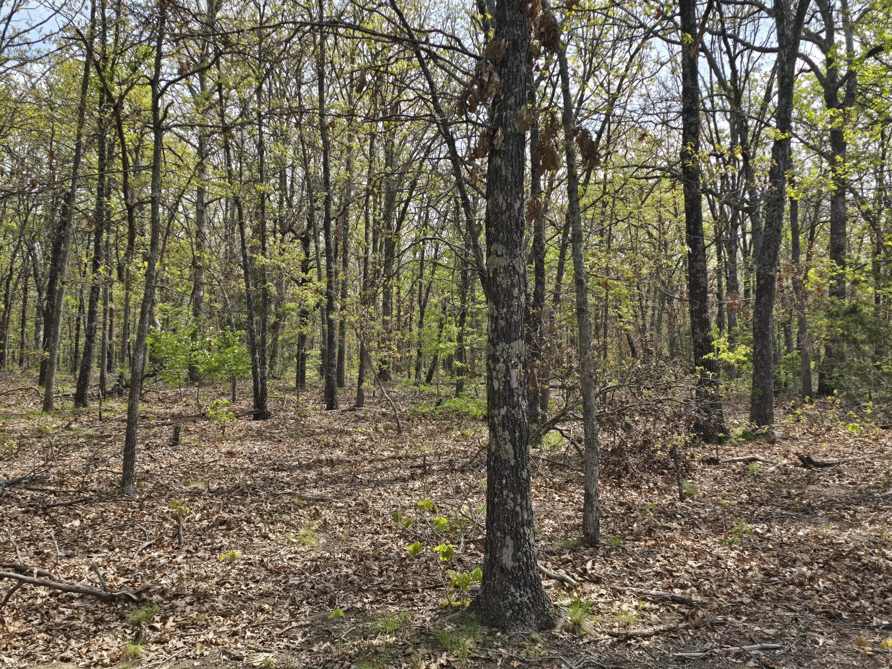 Photo 9 - Land for sale – Tract G  Golden Lane  Lebanon, MO