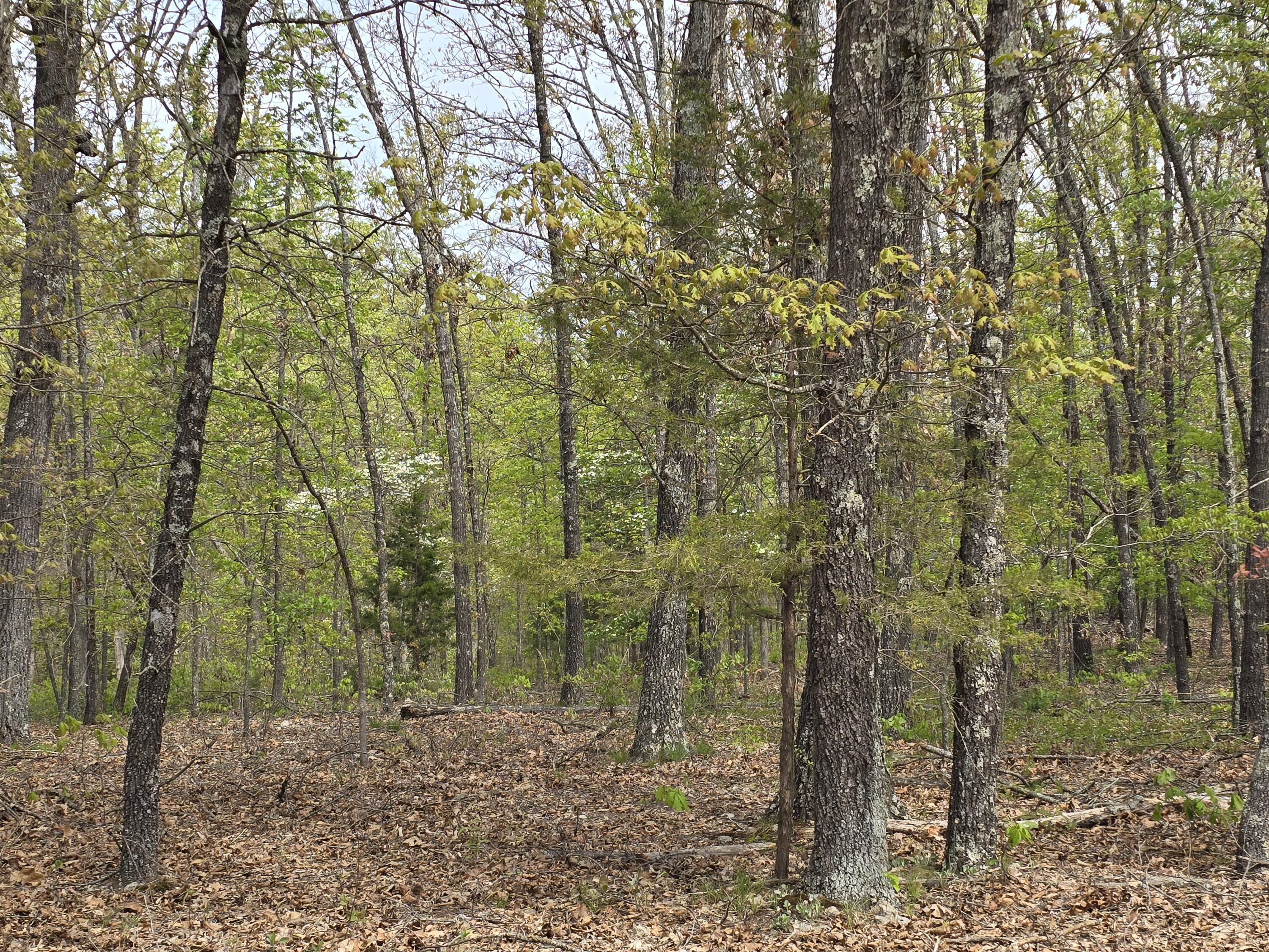 Photo 15 - Land for sale – Tract C  Golden Lane  Lebanon, MO