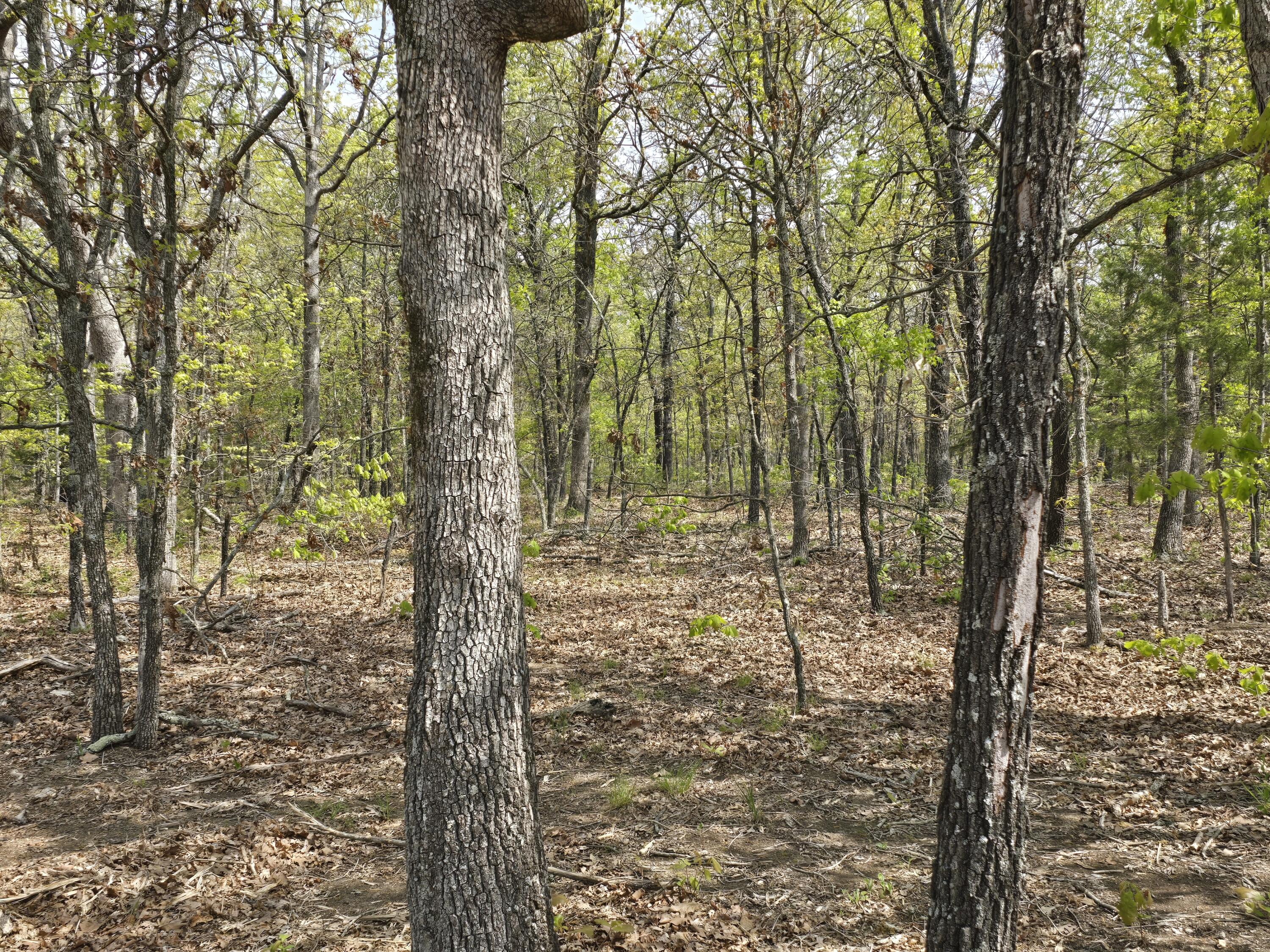 Photo 7 - Land for sale – Tract D  Golden Lane  Lebanon, MO