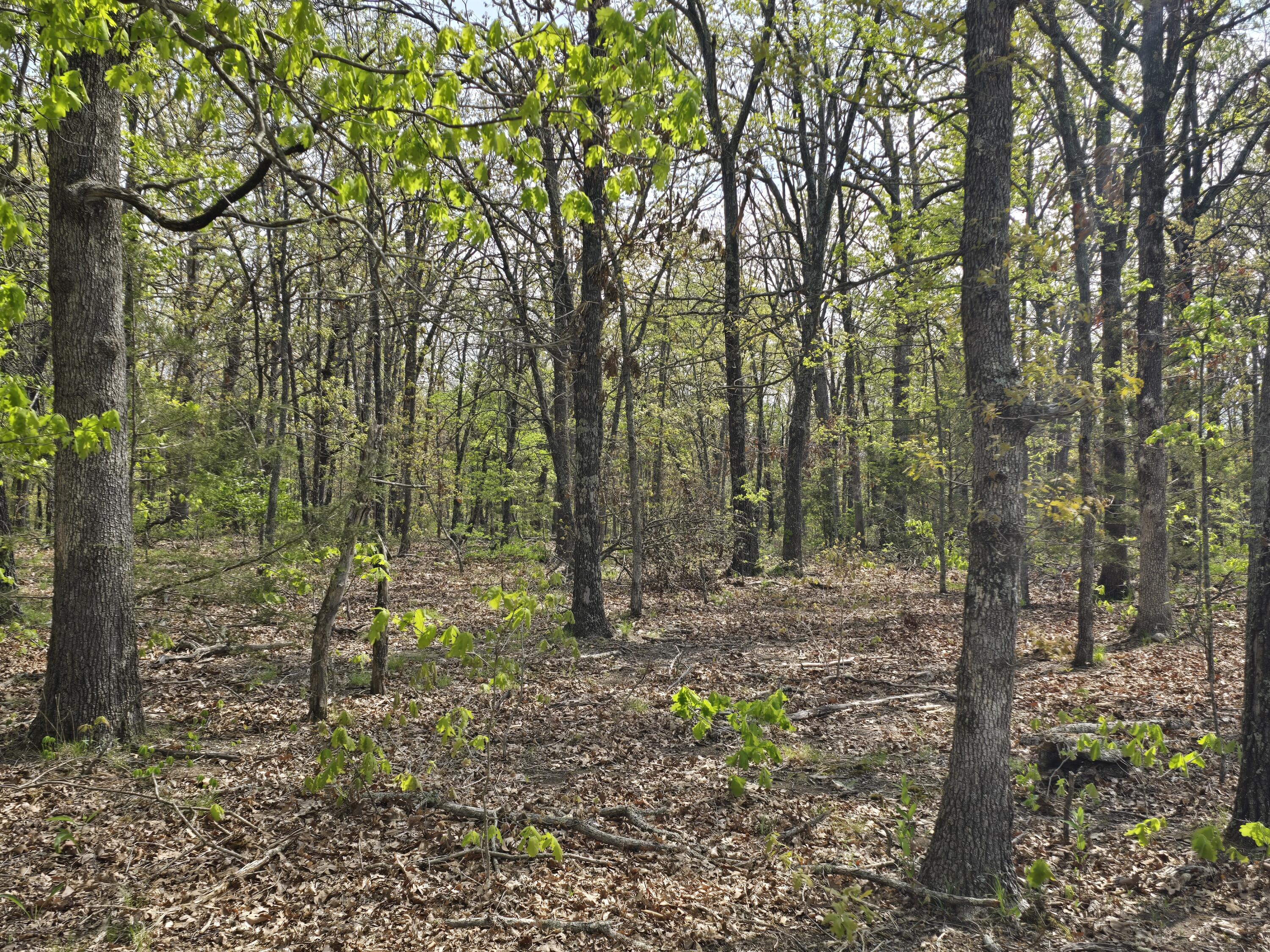 Photo 7 - Land for sale – Tract T  Greatview Lane  Lebanon, MO