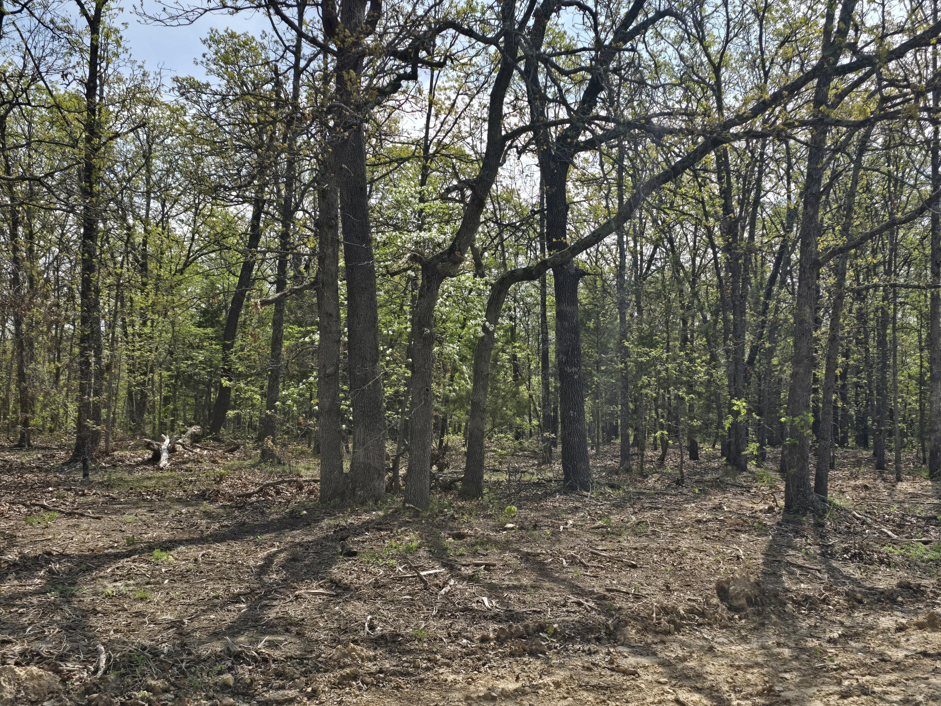 Photo 4 - Land for sale – Tract T  Greatview Lane  Lebanon, MO