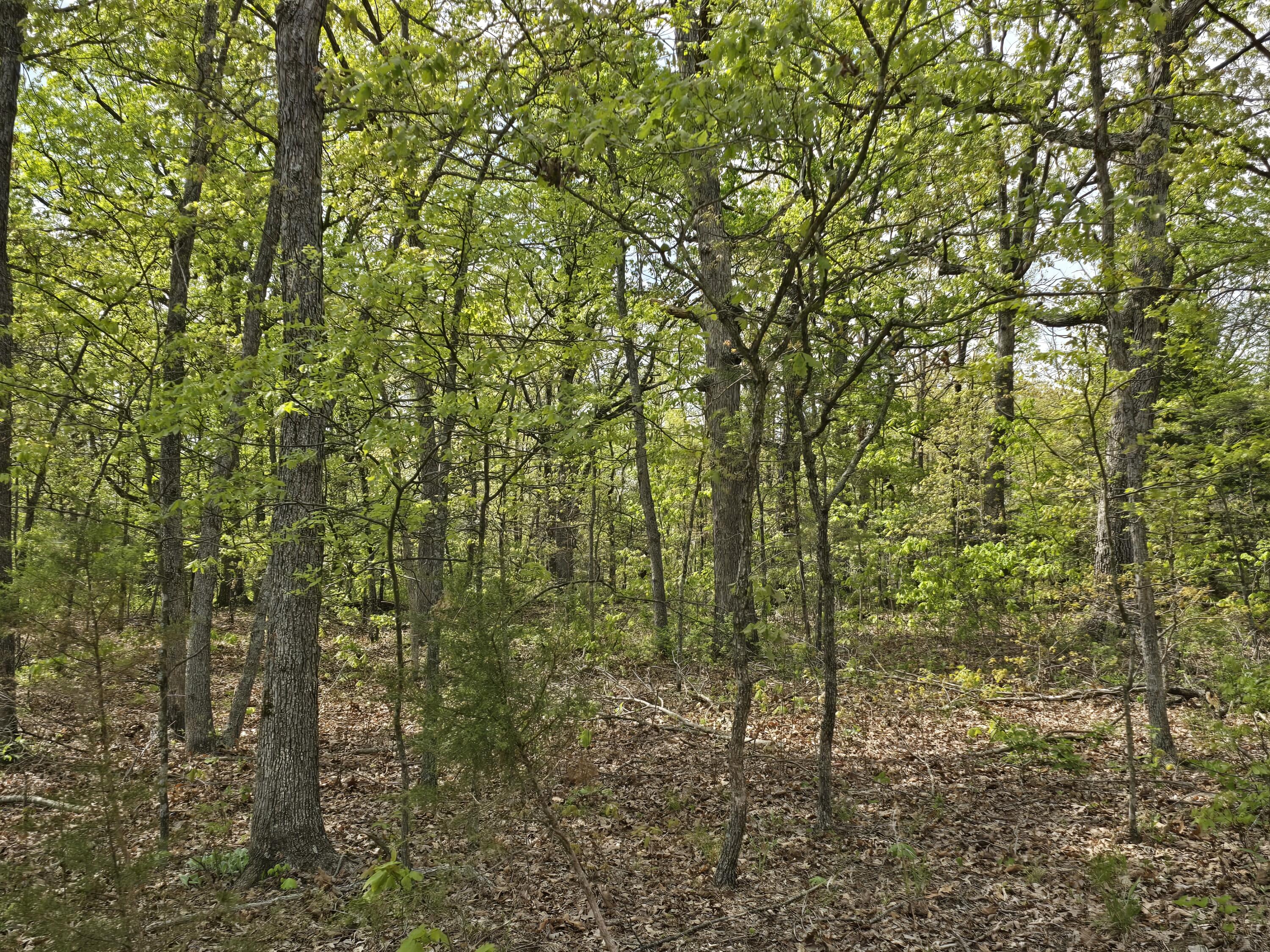 Photo 11 - Land for sale – Tract K  Golden Lane  Lebanon, MO