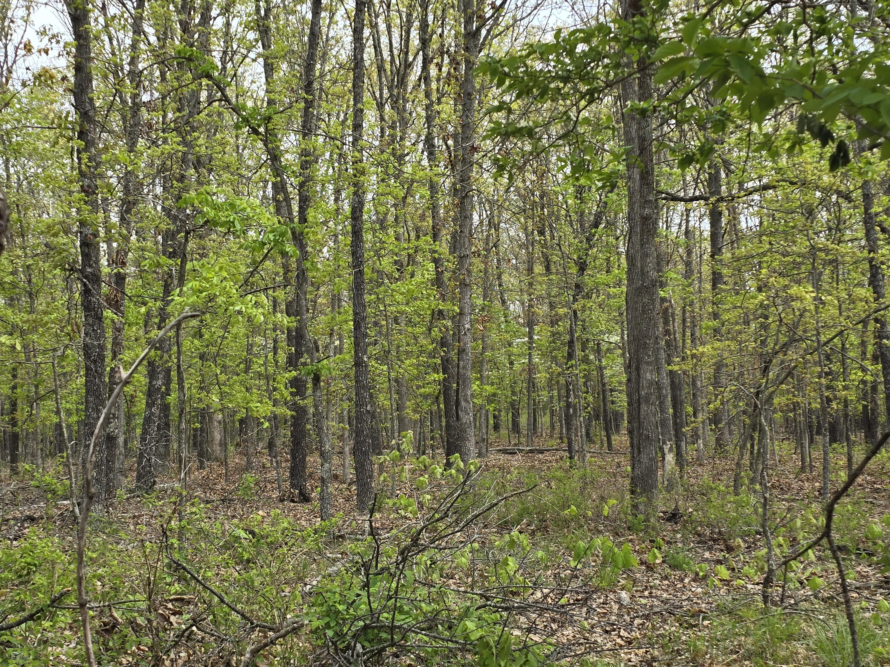 Photo 19 - Land for sale – Tract K  Golden Lane  Lebanon, MO