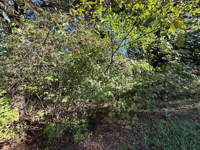 Photo 5 - Land for sale – 0  Circle Hill Drive  Blue Eye, MO