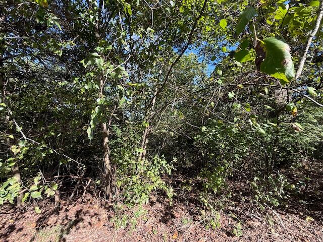 Photo 6 - Land for sale – 0  Circle Hill Drive  Blue Eye, MO