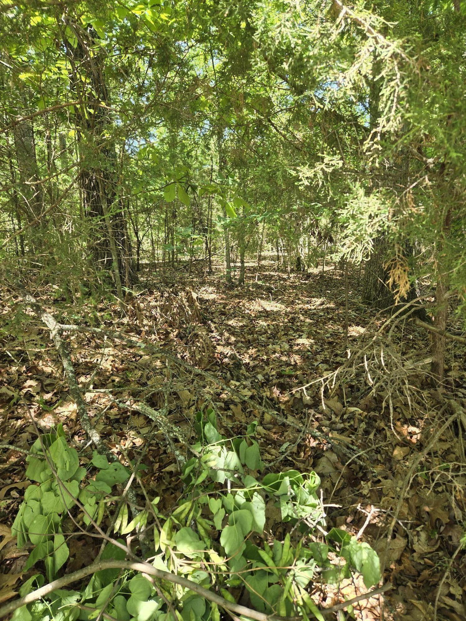 Photo 2 - Land for sale – 120  Silver Oak Way  Branson West, MO