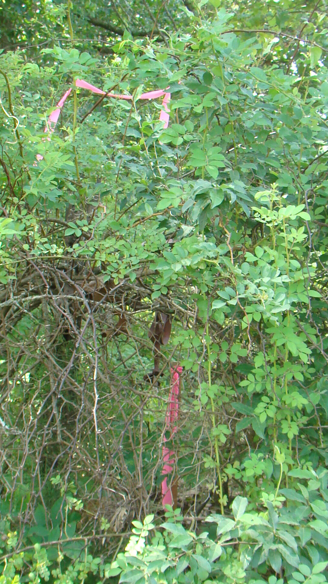 Photo 3 - Land for sale – Tbd  County Road 3940   Mountain View, MO