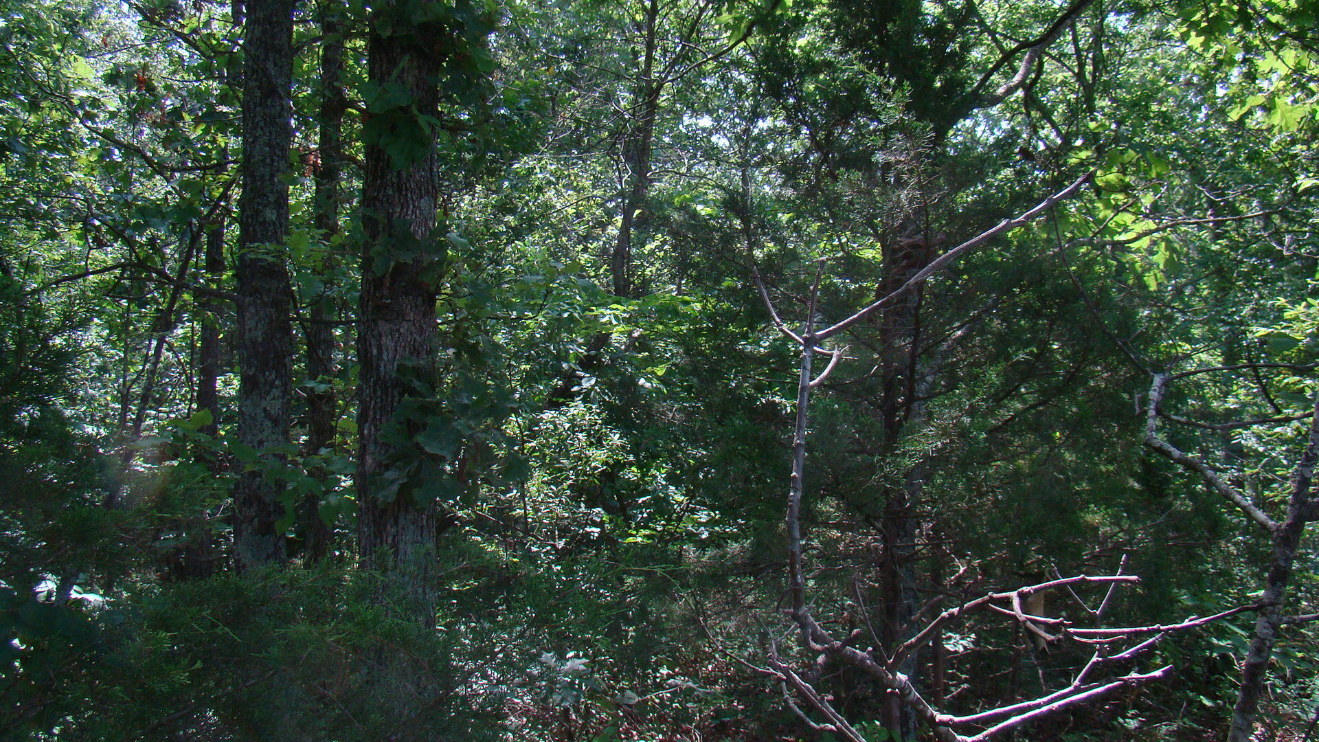 Photo 5 - Land for sale – Tbd  County Road 3940   Mountain View, MO