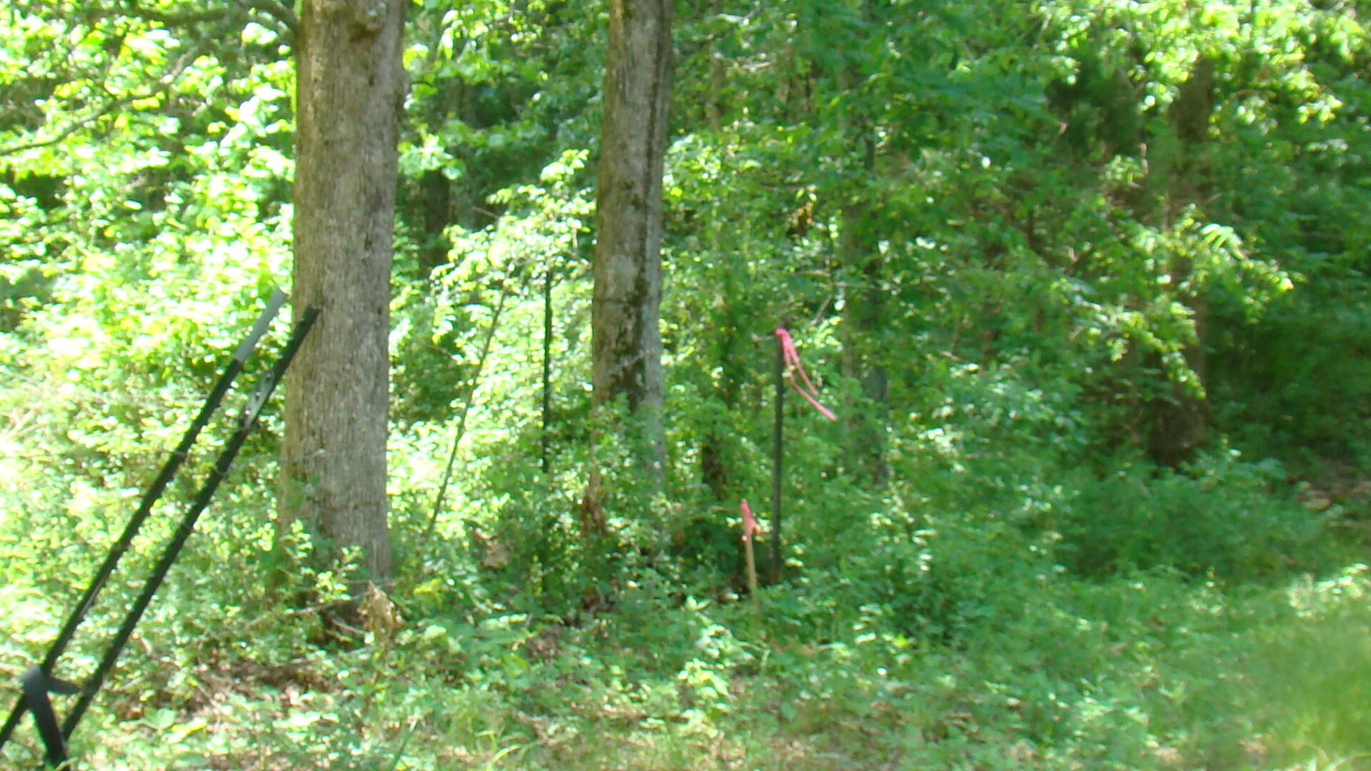 Photo 2 - Land for sale – Tbd  County Road 3940   Mountain View, MO