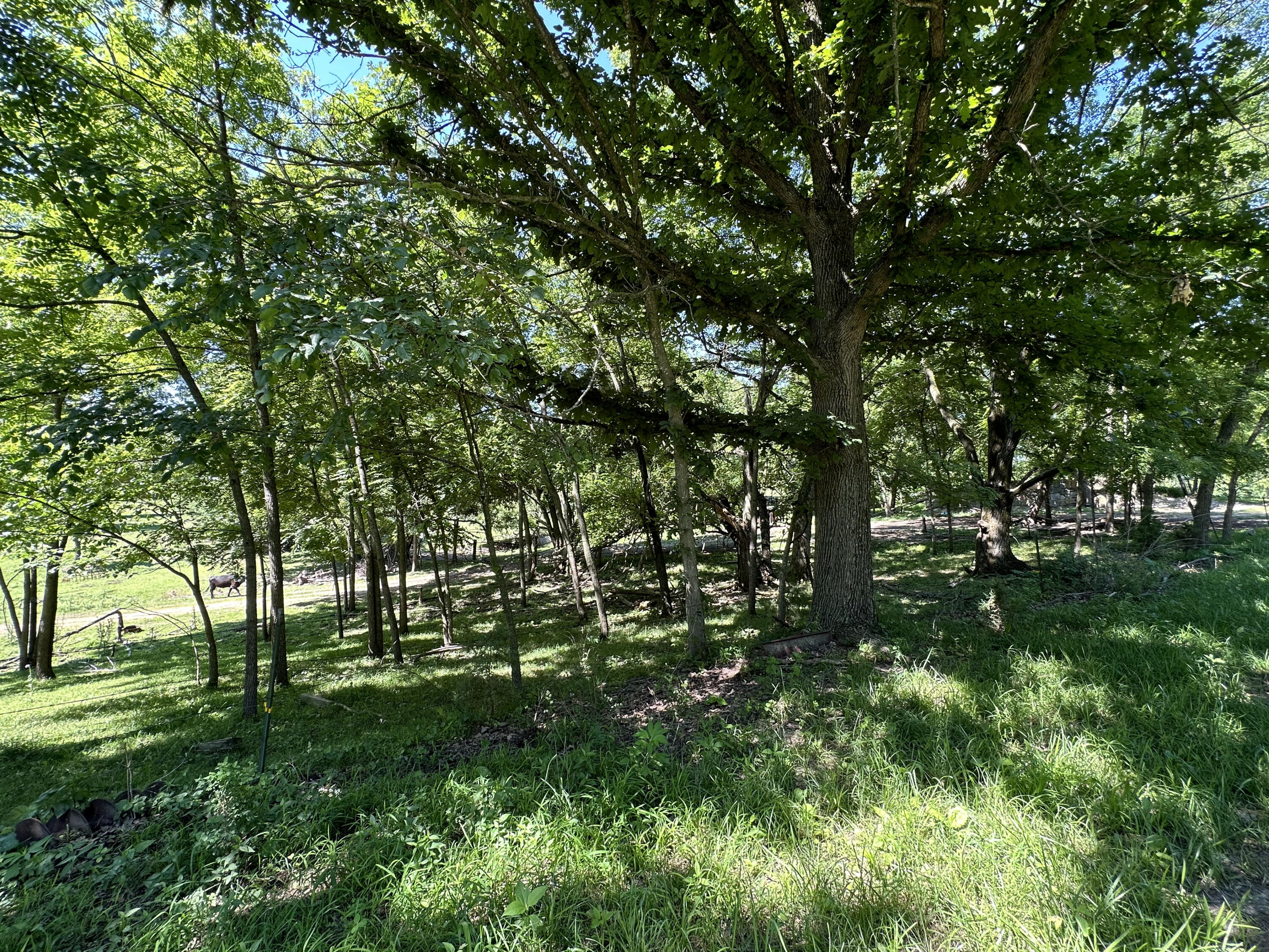 Photo 13 - Farm for sale – 443  Marsha Road  Billings, MO