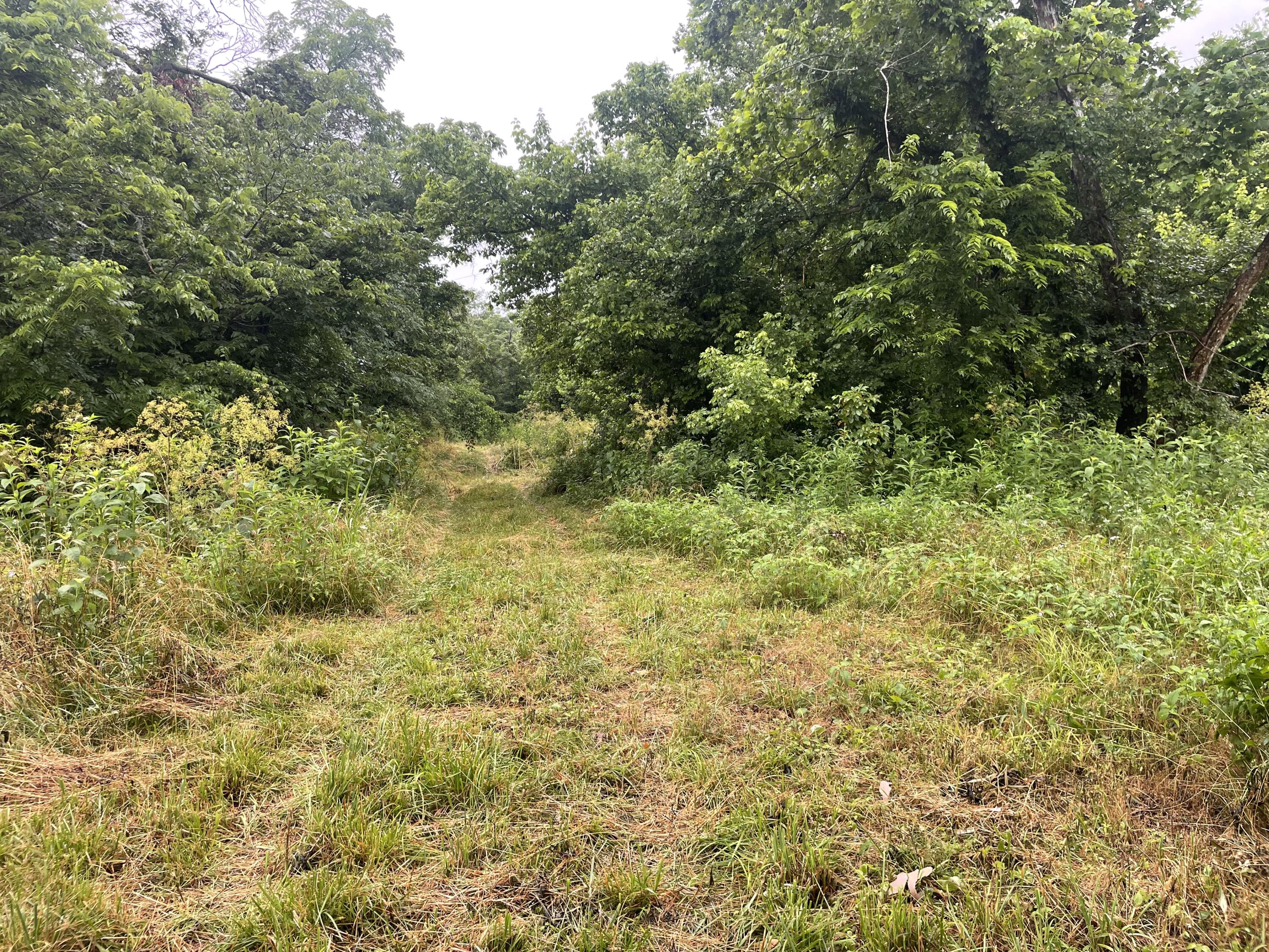 Photo 13 - Land for sale – 19358  Farm Road 2145   Cassville, MO