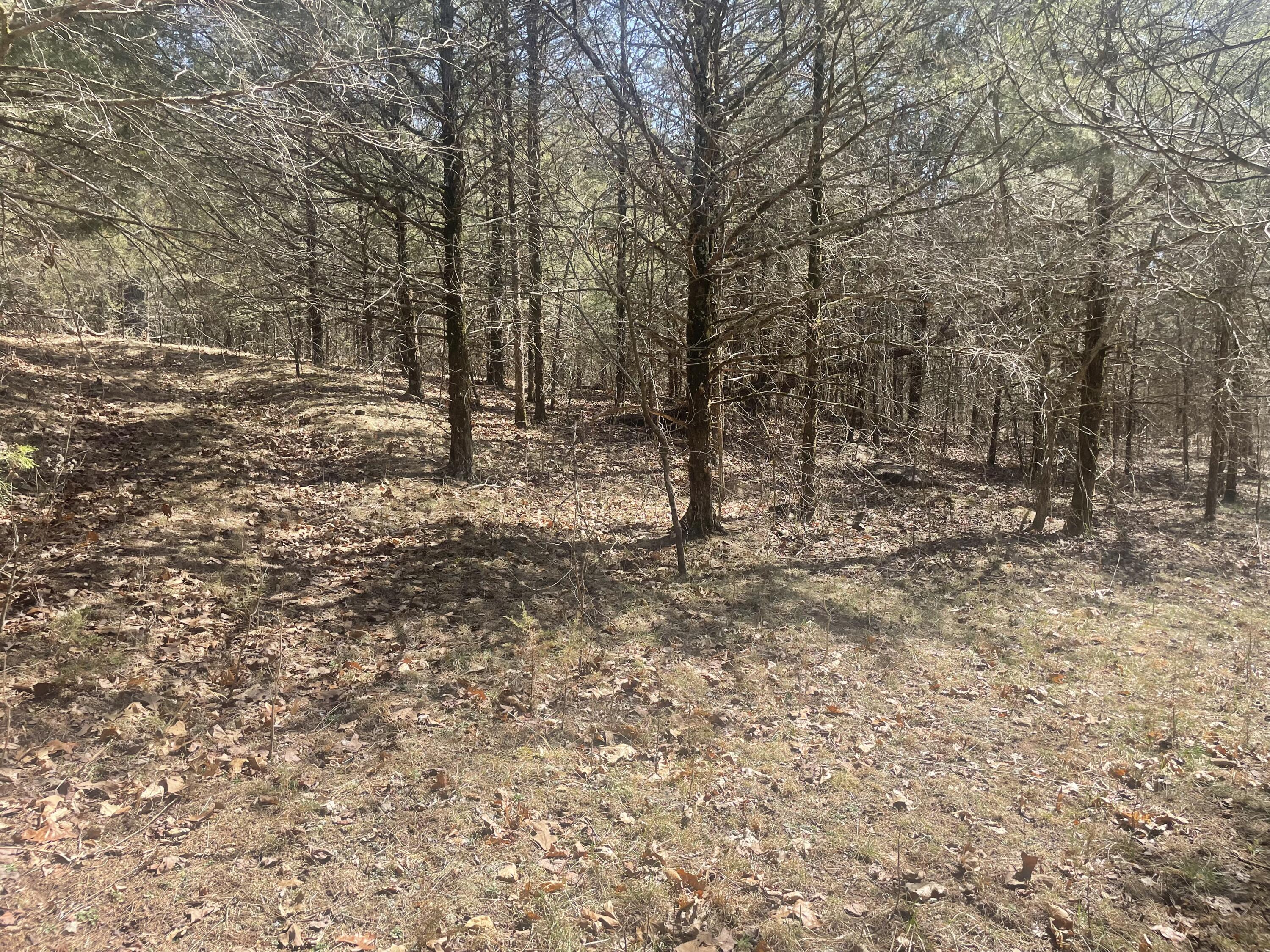 Photo 9 - Land for sale – 19358  Farm Road 2145   Cassville, MO