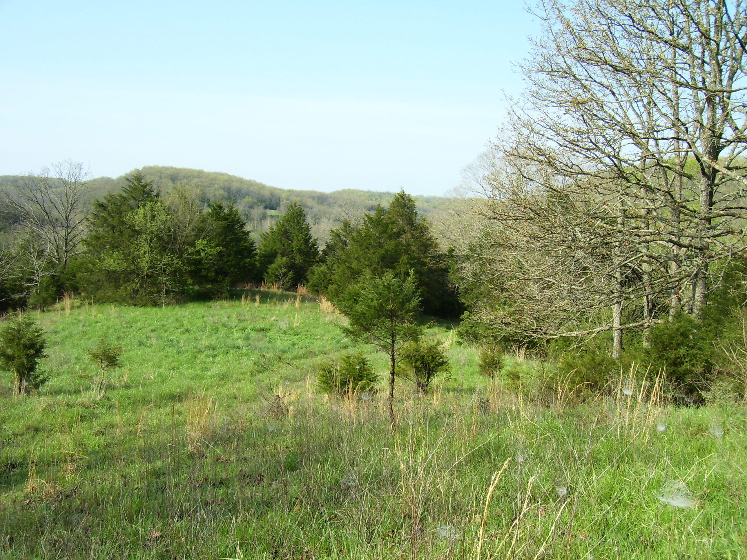 Photo 4 - Land for sale – 19358  Farm Road 2145   Cassville, MO