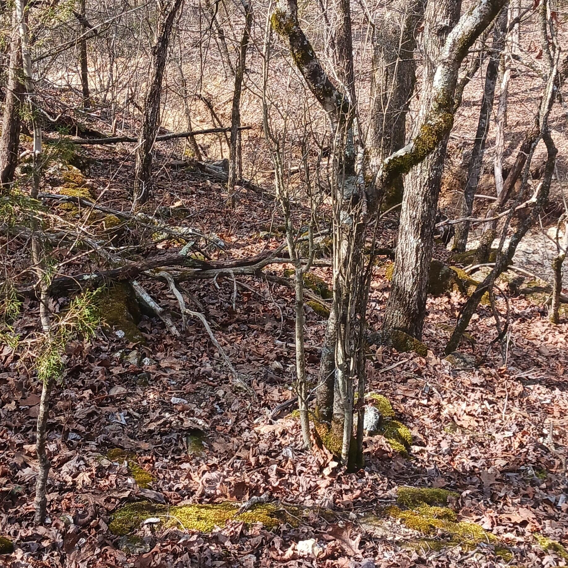 Photo 6 - Land for sale – #37,38,39  000 Meadow Lane  Theodosia, MO