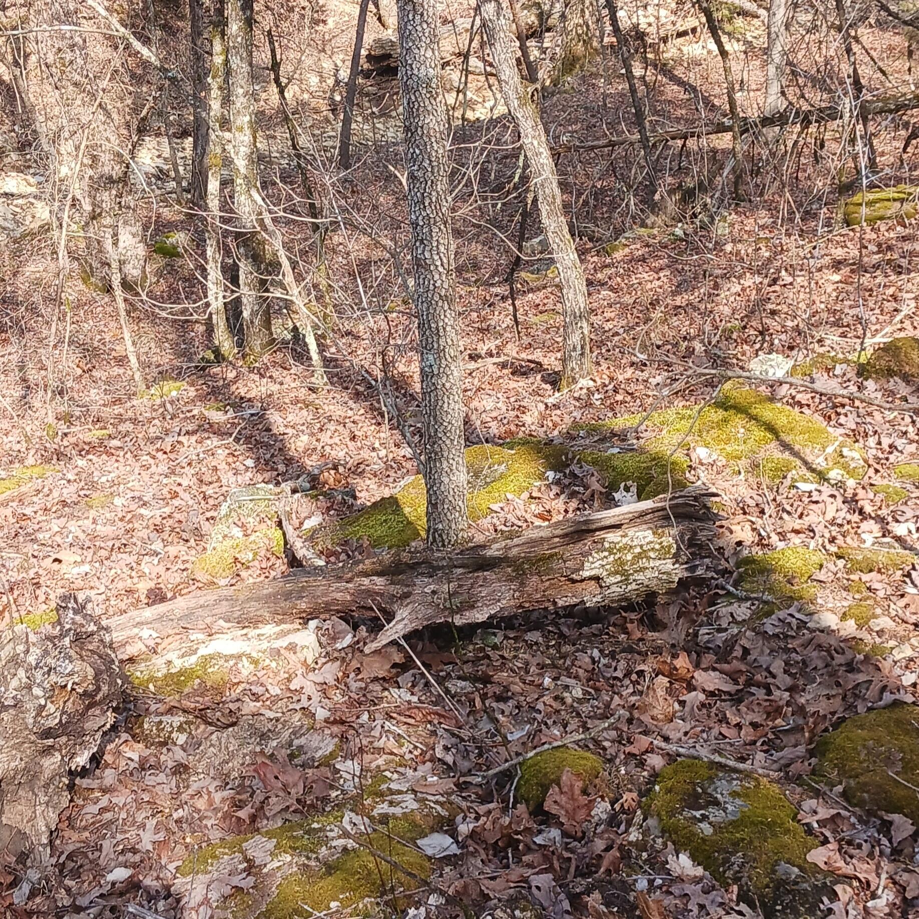 Photo 5 - Land for sale – #37,38,39  000 Meadow Lane  Theodosia, MO