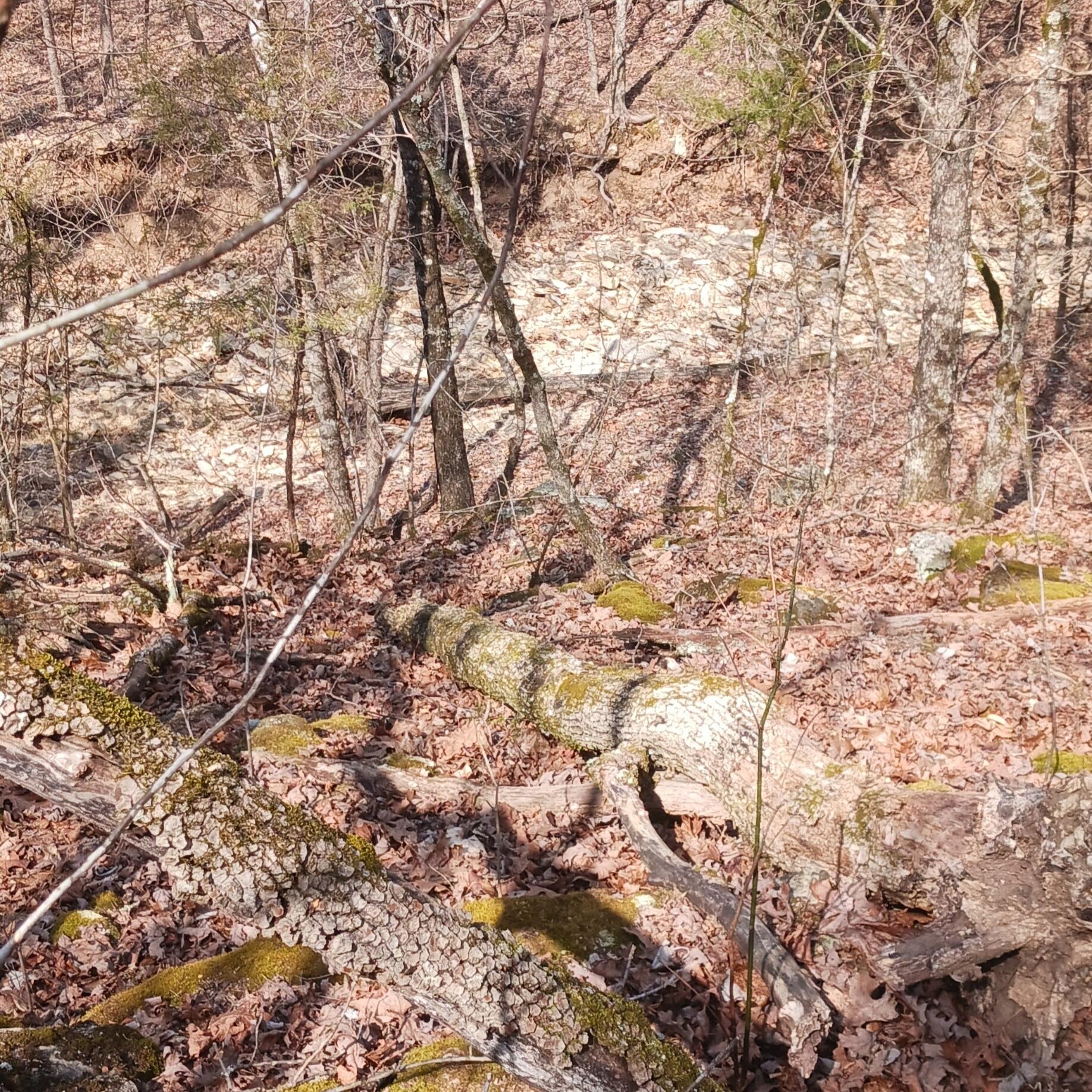Photo 10 - Land for sale – #37,38,39  000 Meadow Lane  Theodosia, MO