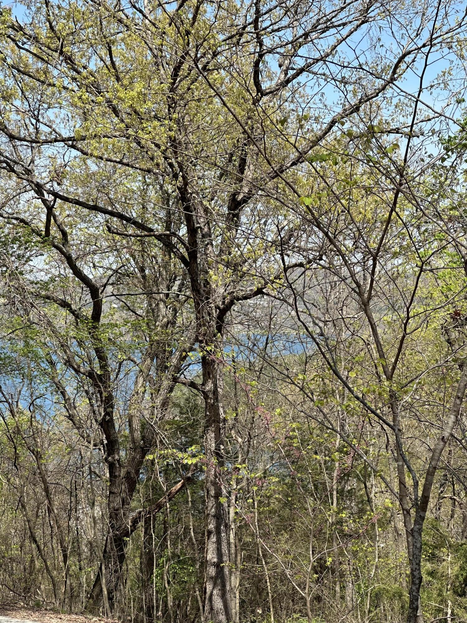 Land for sale – Lot 75  Country Lane   Blue Eye, MO