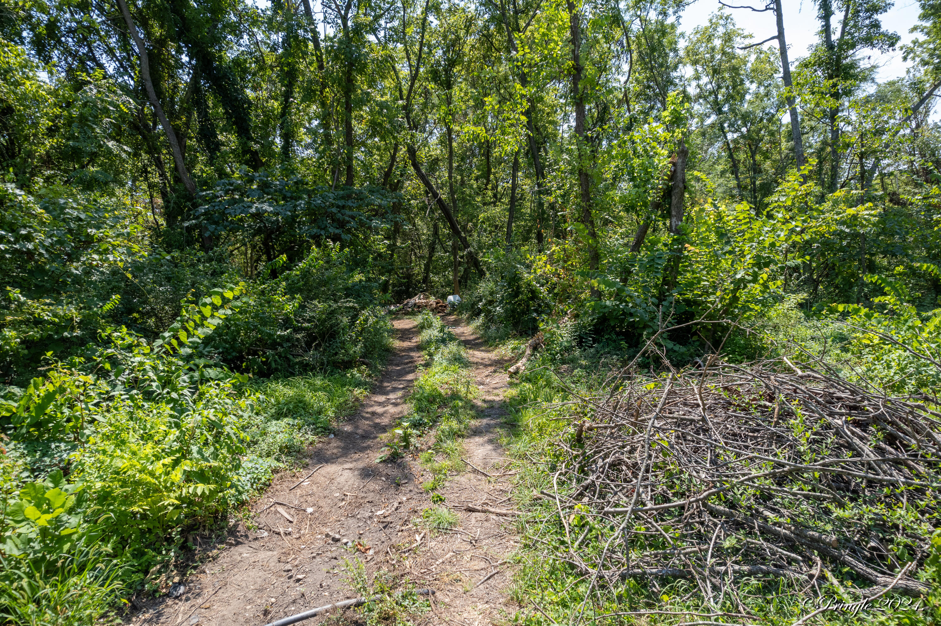 Photo 6 - Land for sale – 000  Thayer   West Plains, MO