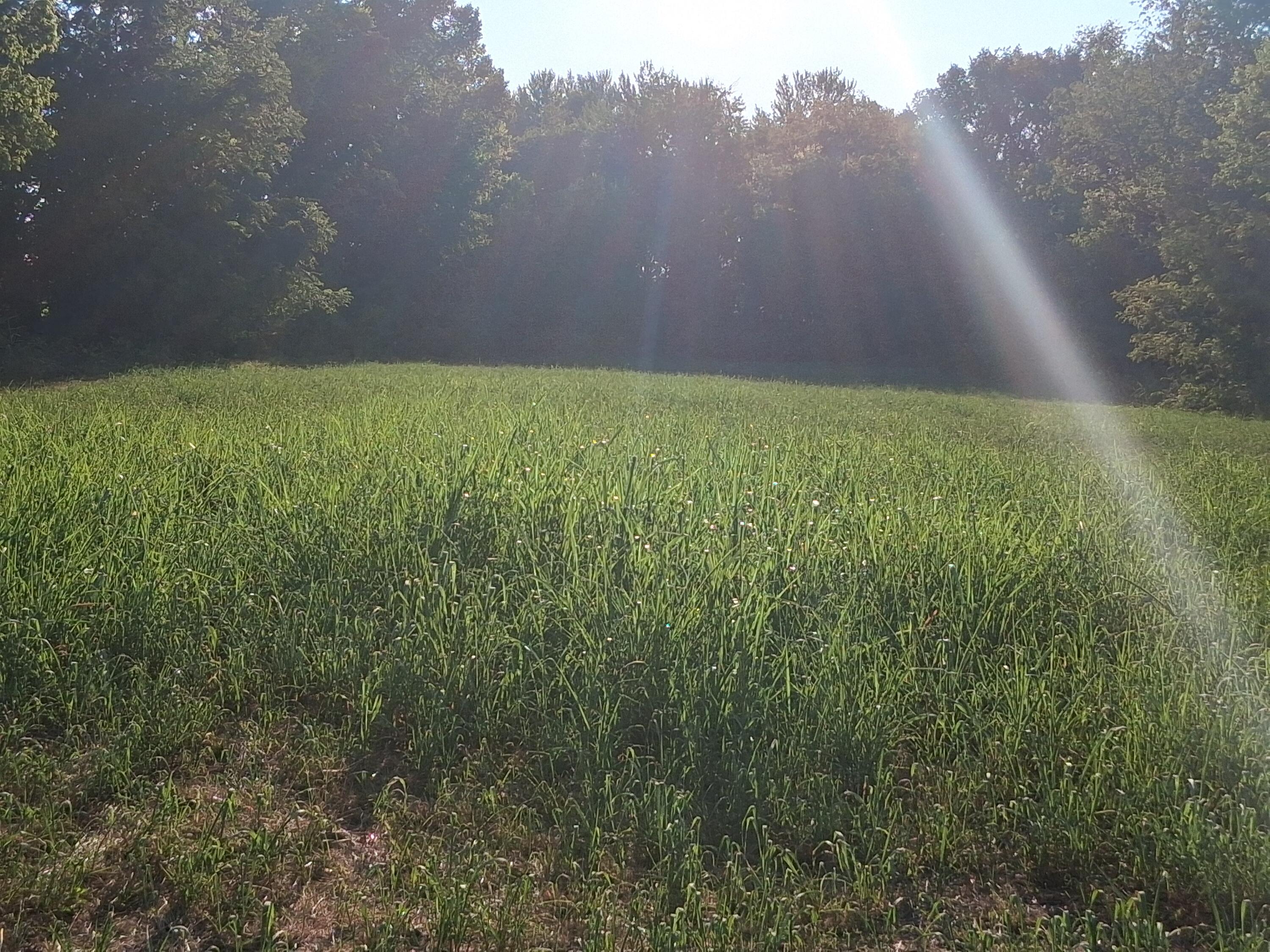 Photo 11 - Commercial Sale for sale – 12229  Hammer Road  Neosho, MO