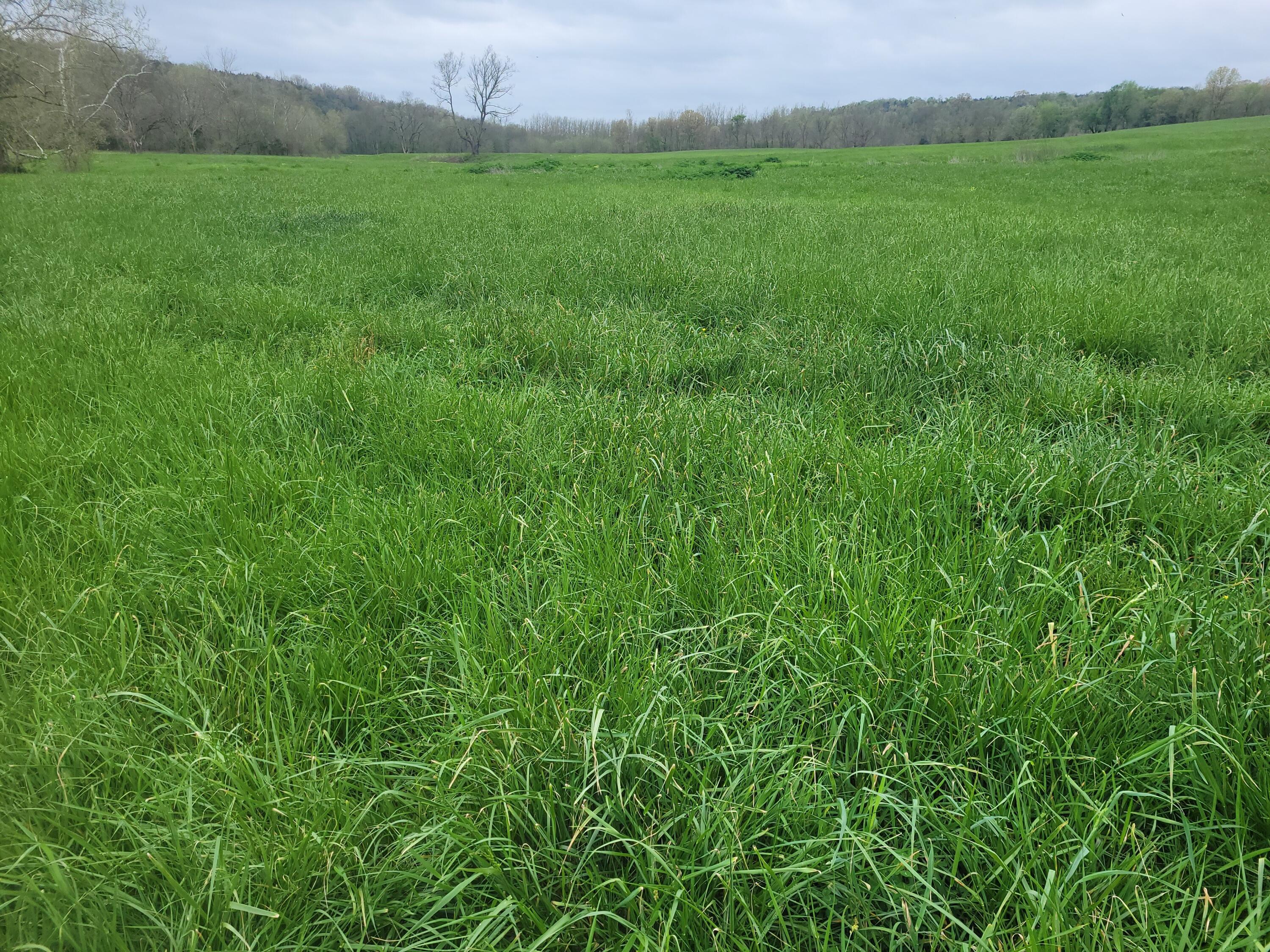 Photo 8 - Farm for sale – Tbd  County Road 950   Squires, MO