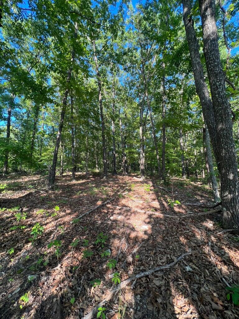 Photo 11 - Land for sale – Tbd  County Road 553a   Gainesville, MO