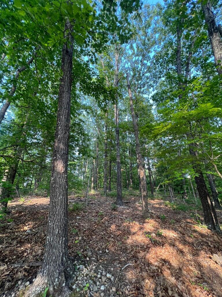 Photo 9 - Land for sale – Tbd  County Road 553a   Gainesville, MO