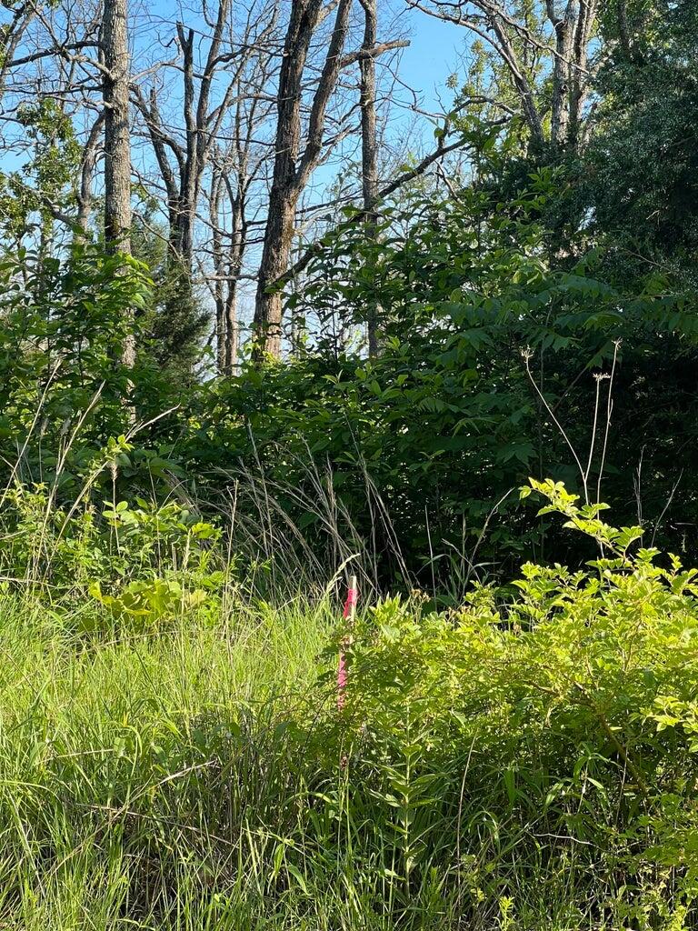 Photo 13 - Land for sale – Tbd  County Road 553a   Gainesville, MO