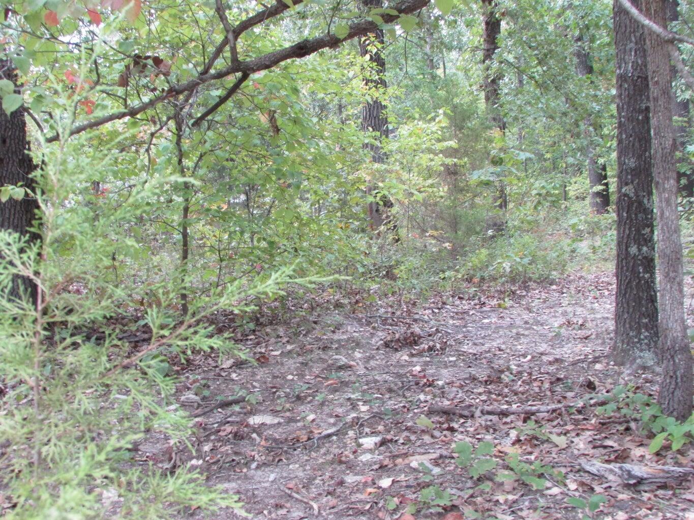 Photo 19 - Land for sale – Tbd  County Road 553a   Gainesville, MO