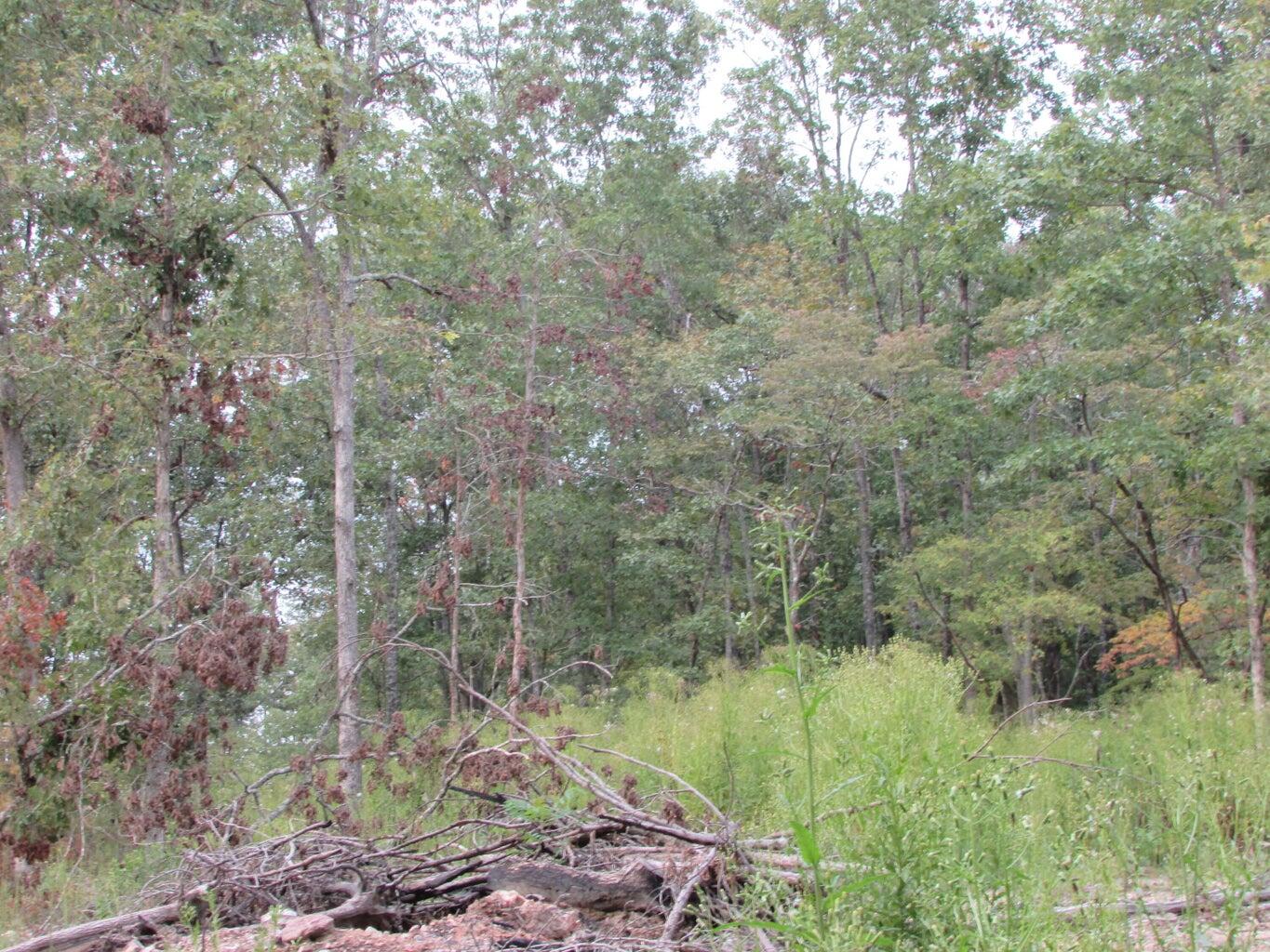 Photo 24 - Land for sale – Tbd  County Road 553a   Gainesville, MO