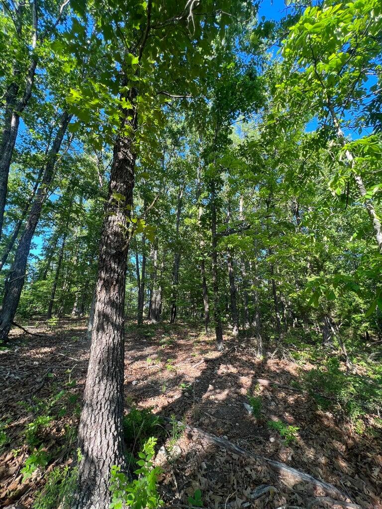Photo 10 - Land for sale – Tbd  County Road 553a   Gainesville, MO