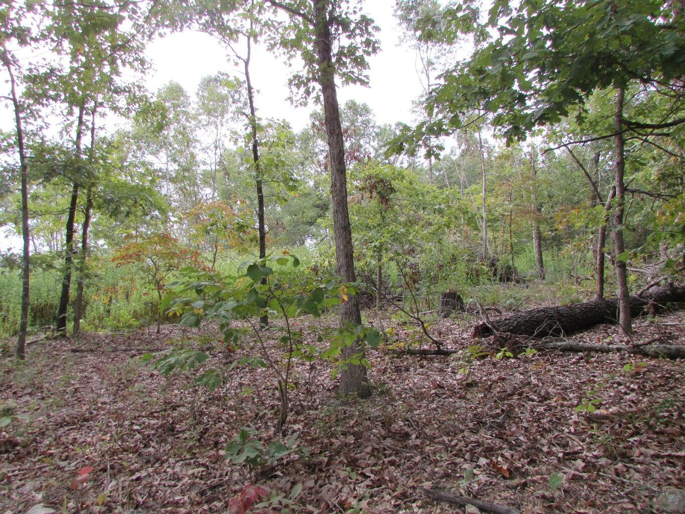 Photo 21 - Land for sale – Tbd  County Road 553a   Gainesville, MO