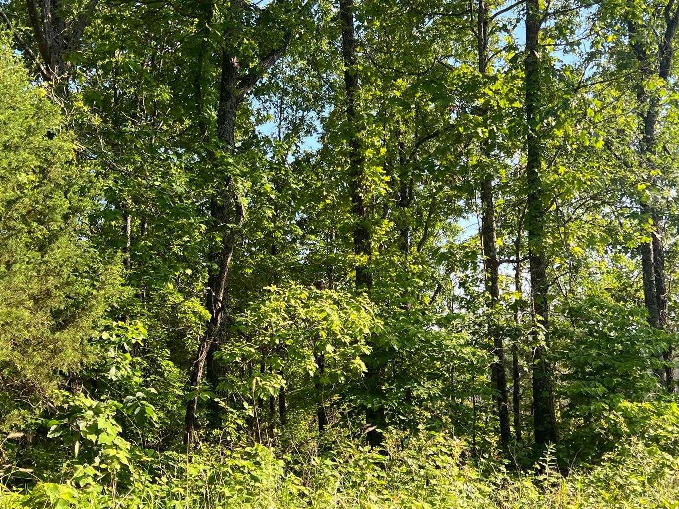 Photo 12 - Land for sale – Tbd  County Road 553a   Gainesville, MO