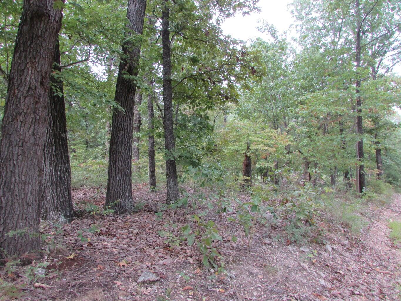 Photo 23 - Land for sale – Tbd  County Road 553a   Gainesville, MO
