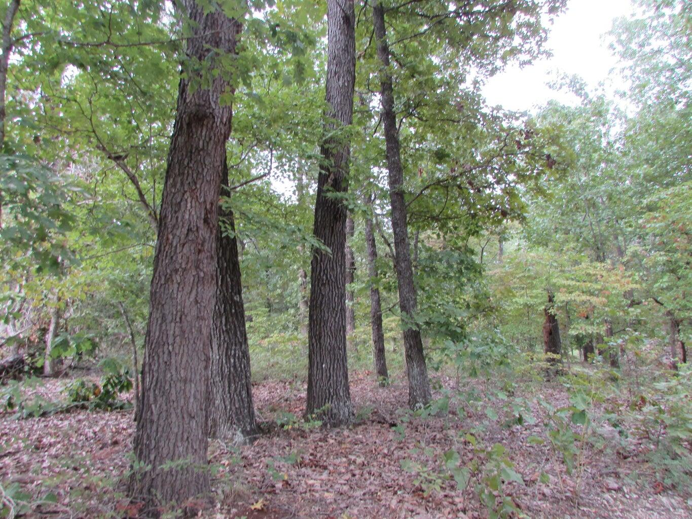 Photo 14 - Land for sale – Tbd  County Road 553a   Gainesville, MO