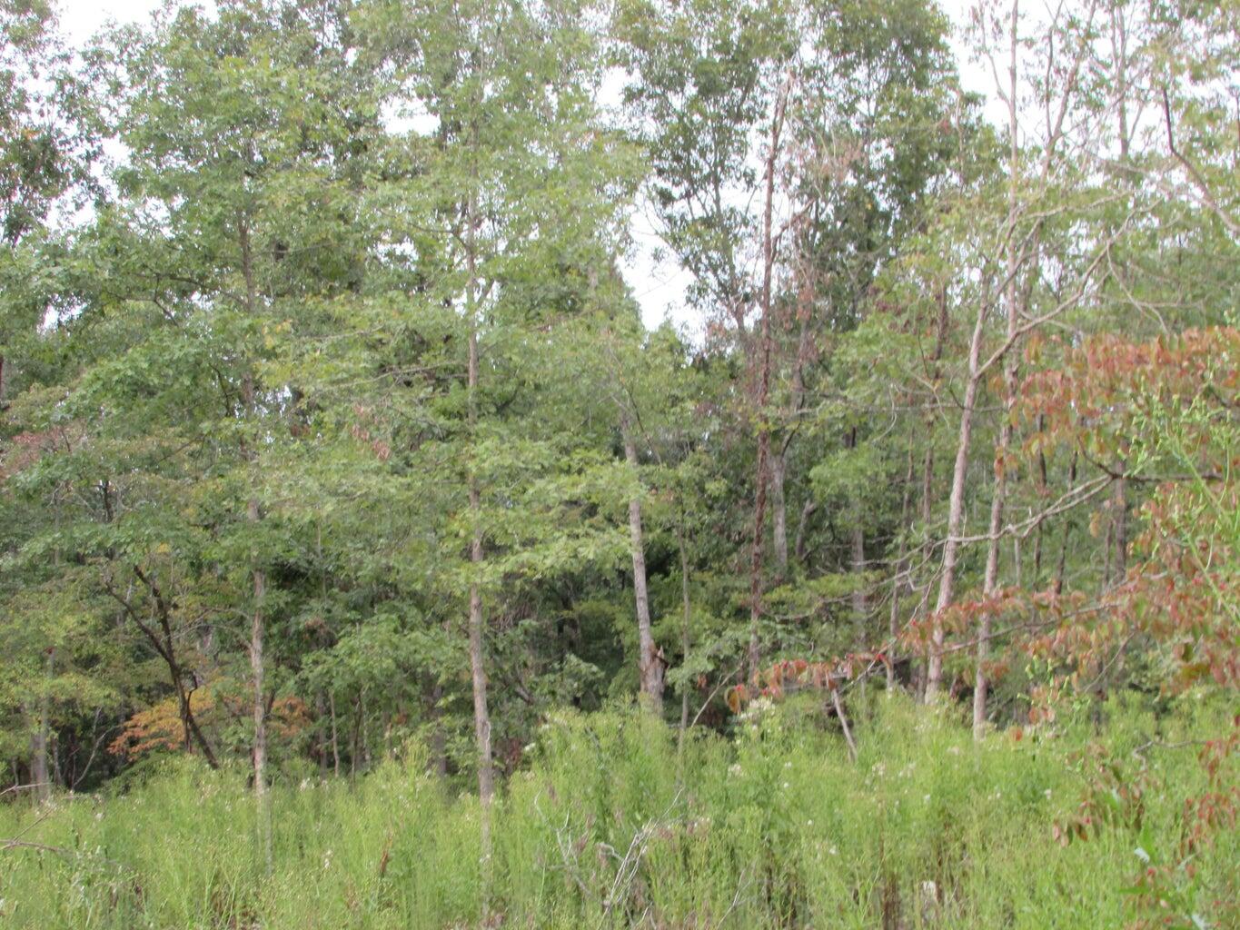 Photo 20 - Land for sale – Tbd  County Road 553a   Gainesville, MO