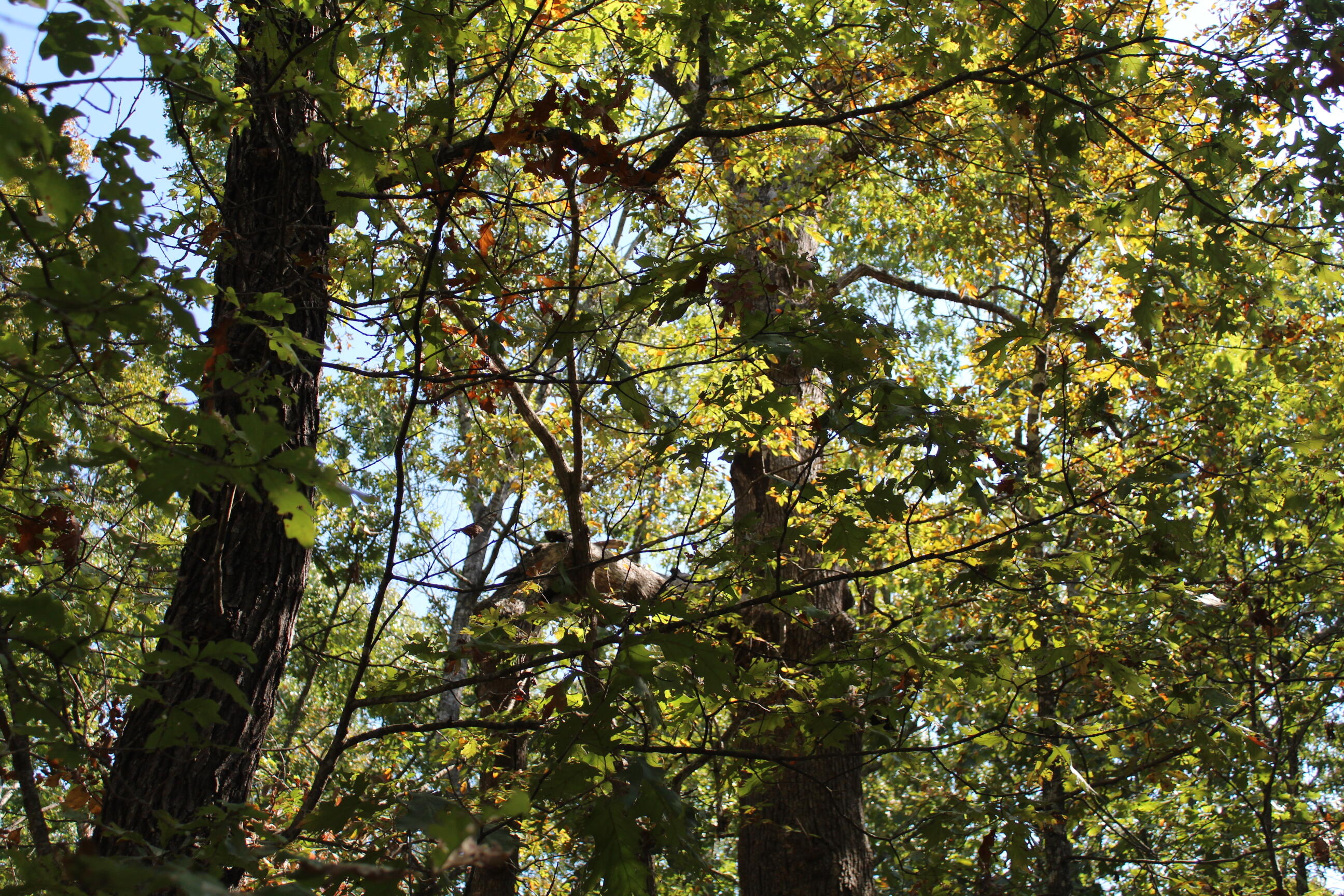 Photo 7 - Land for sale – 000  Blue Lake Drive  Protem, MO