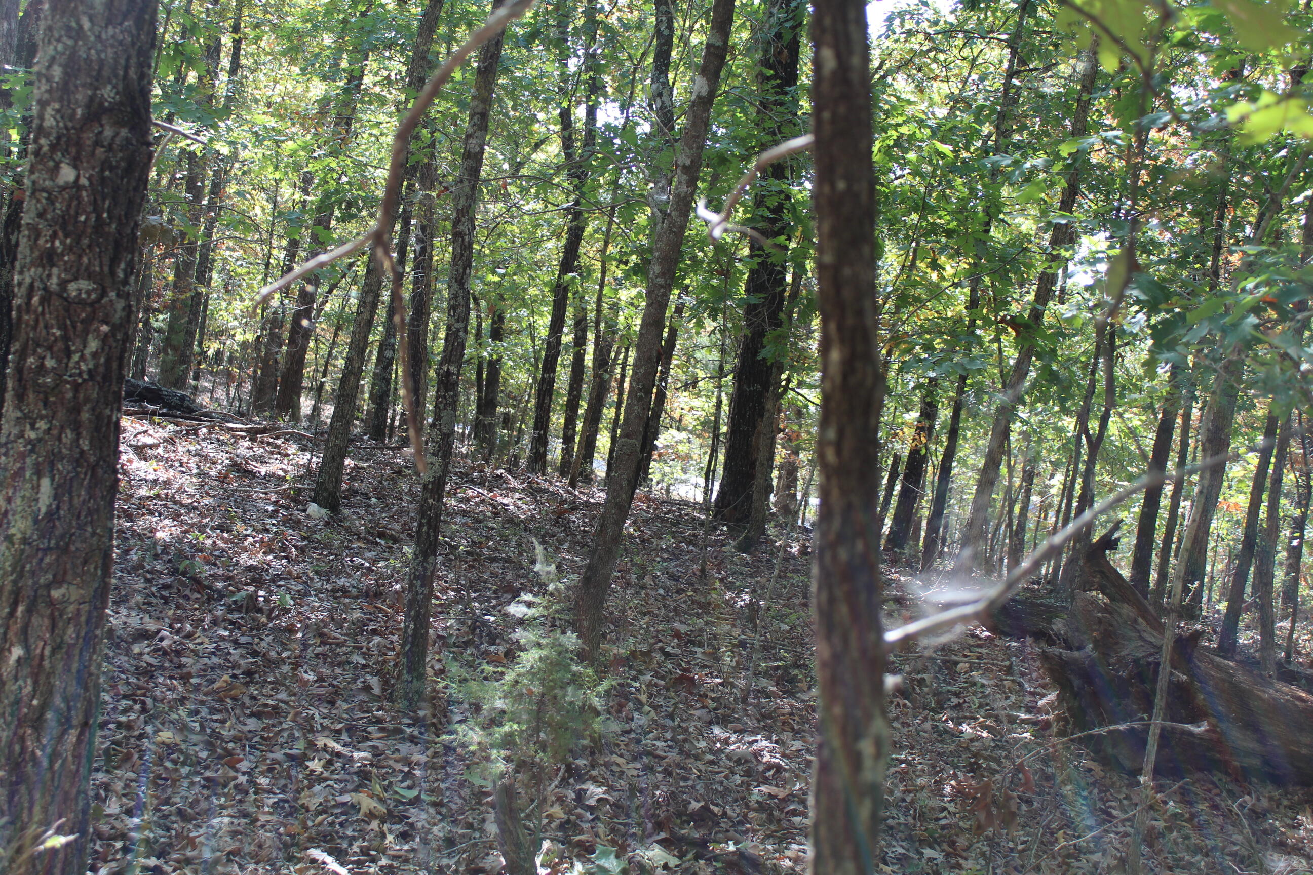 Photo 11 - Land for sale – 000  Blue Lake Drive  Protem, MO