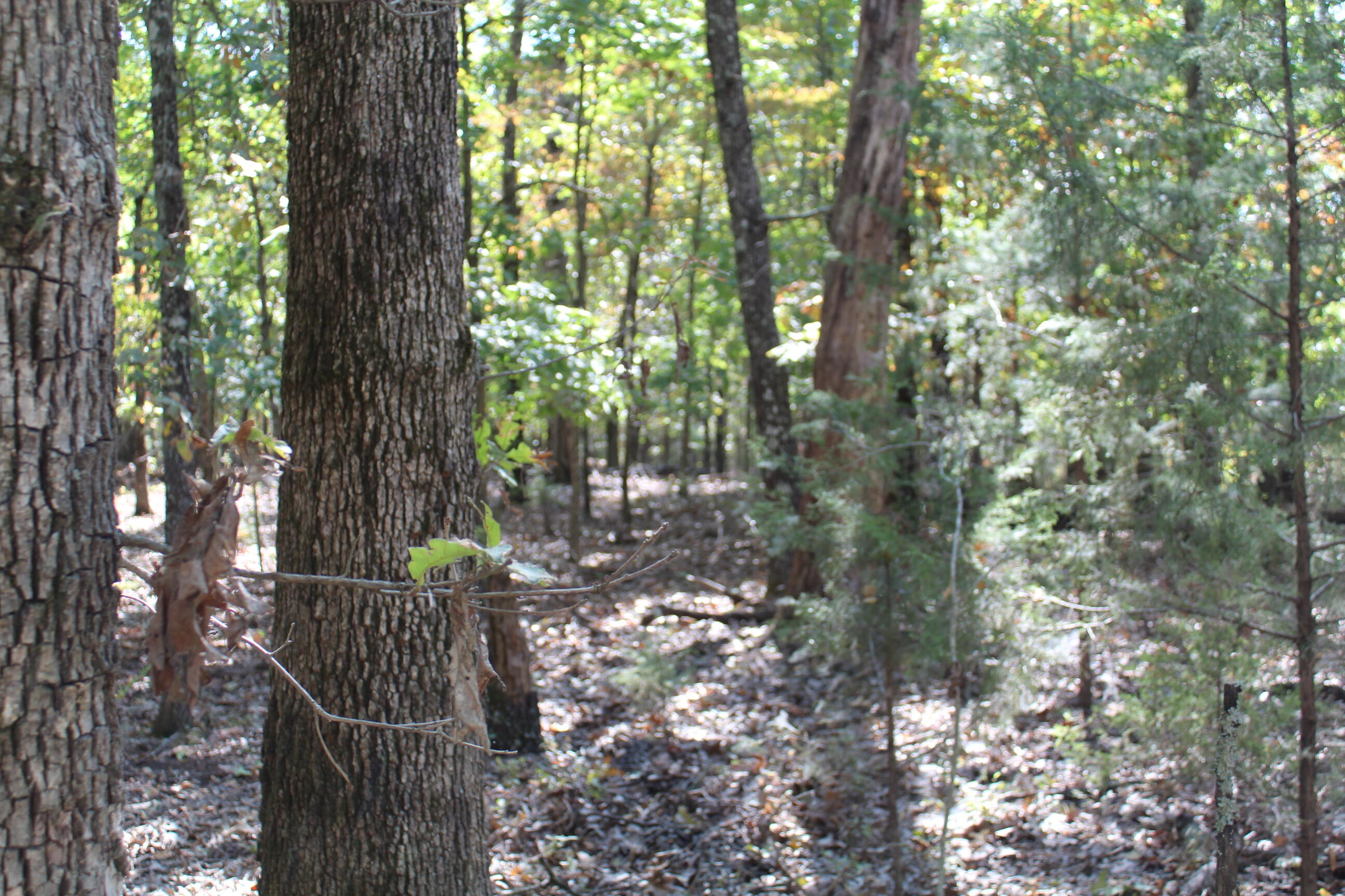Photo 6 - Land for sale – 000  Blue Lake Drive  Protem, MO