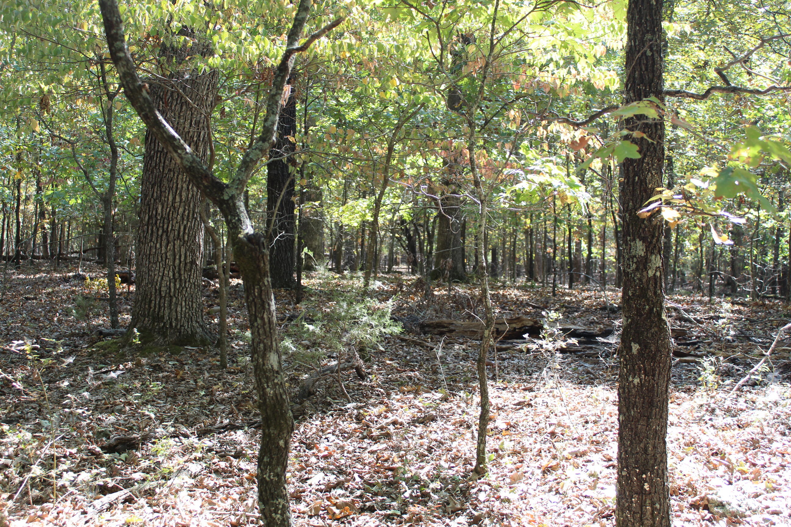 Photo 14 - Land for sale – 000  Blue Lake Drive  Protem, MO