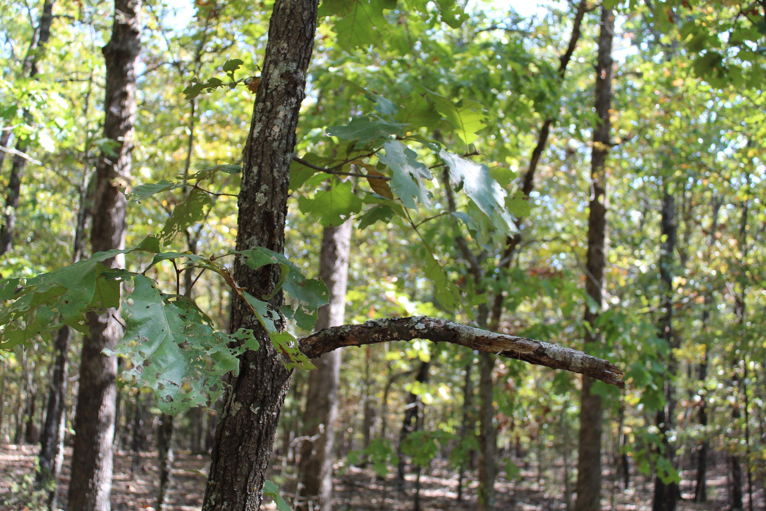 Photo 20 - Land for sale – 000  Blue Lake Drive  Protem, MO