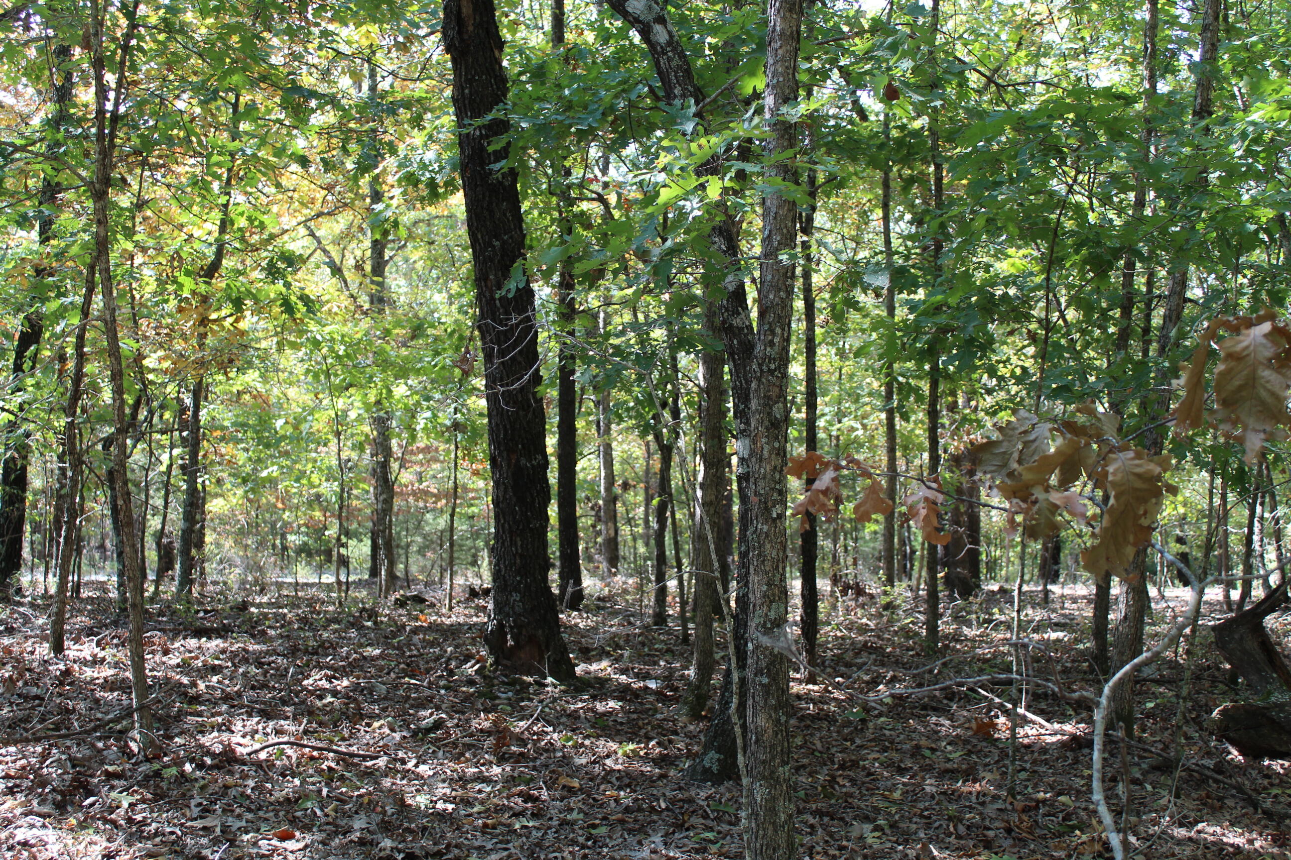 Photo 17 - Land for sale – 000  Blue Lake Drive  Protem, MO