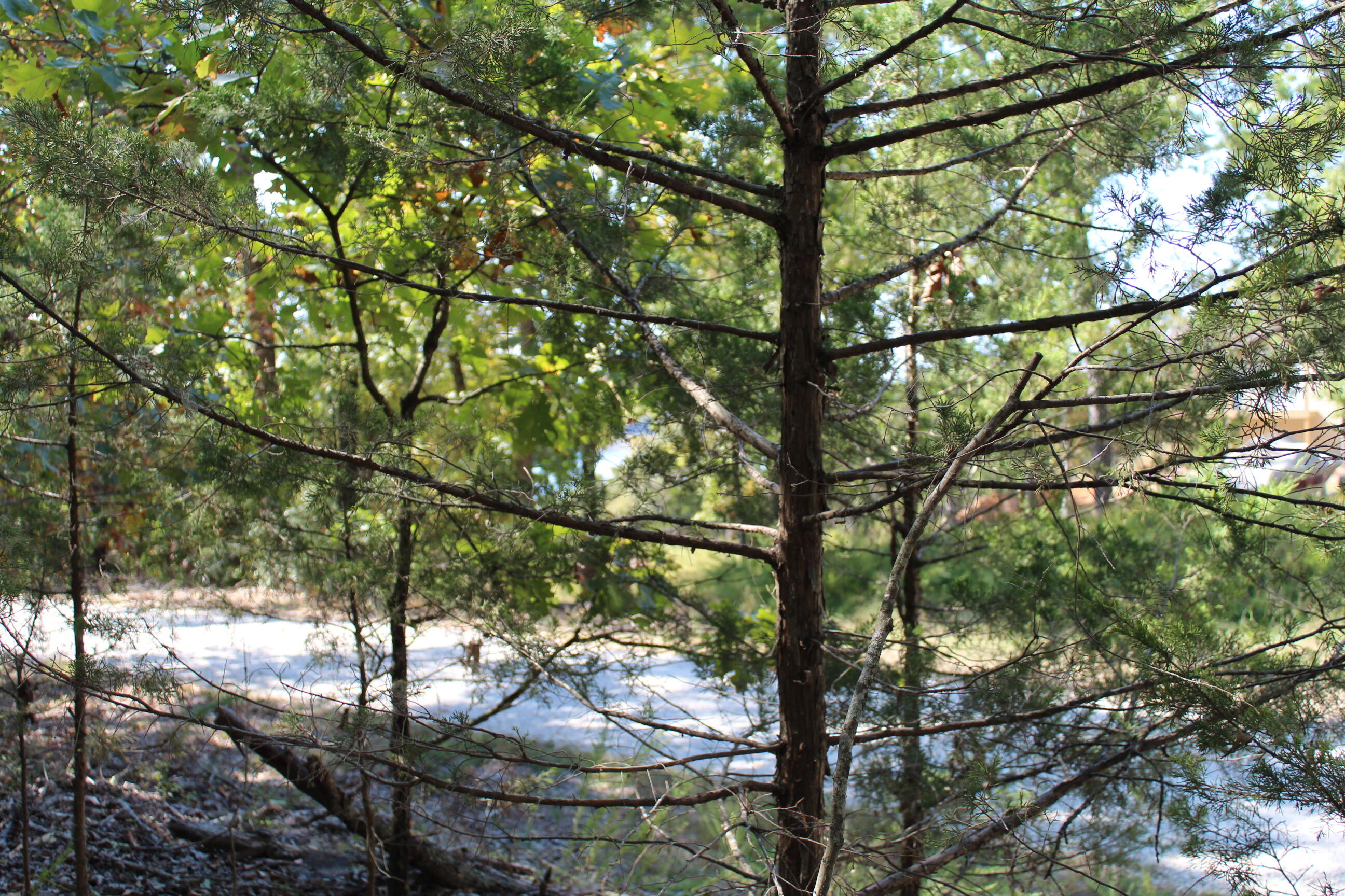 Photo 2 - Land for sale – 000  Blue Lake Drive  Protem, MO