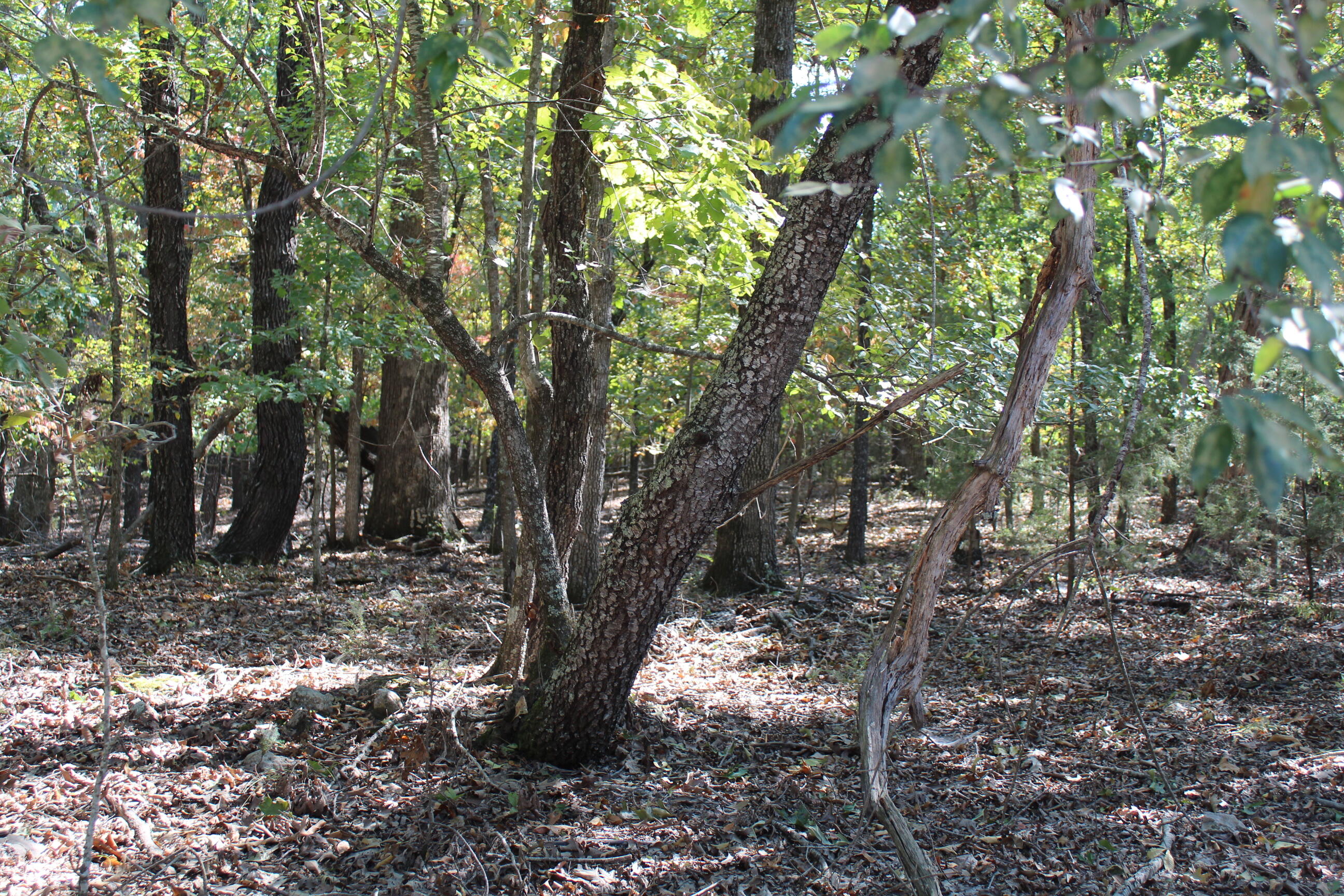 Photo 3 - Land for sale – 000  Blue Lake Drive  Protem, MO