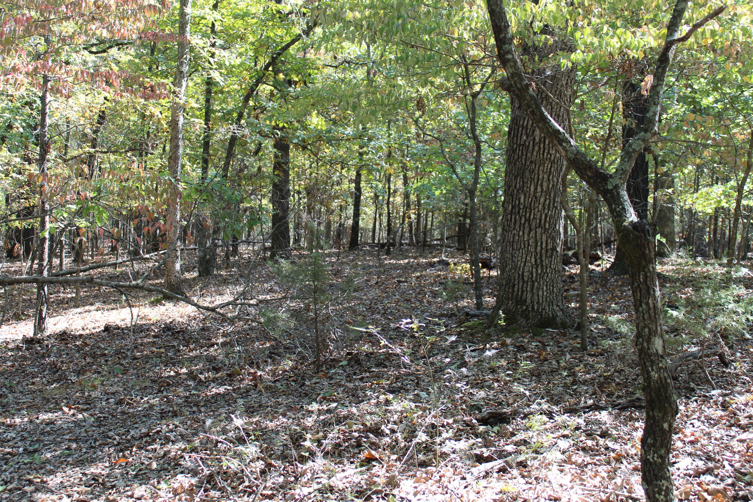 Photo 15 - Land for sale – 000  Blue Lake Drive  Protem, MO