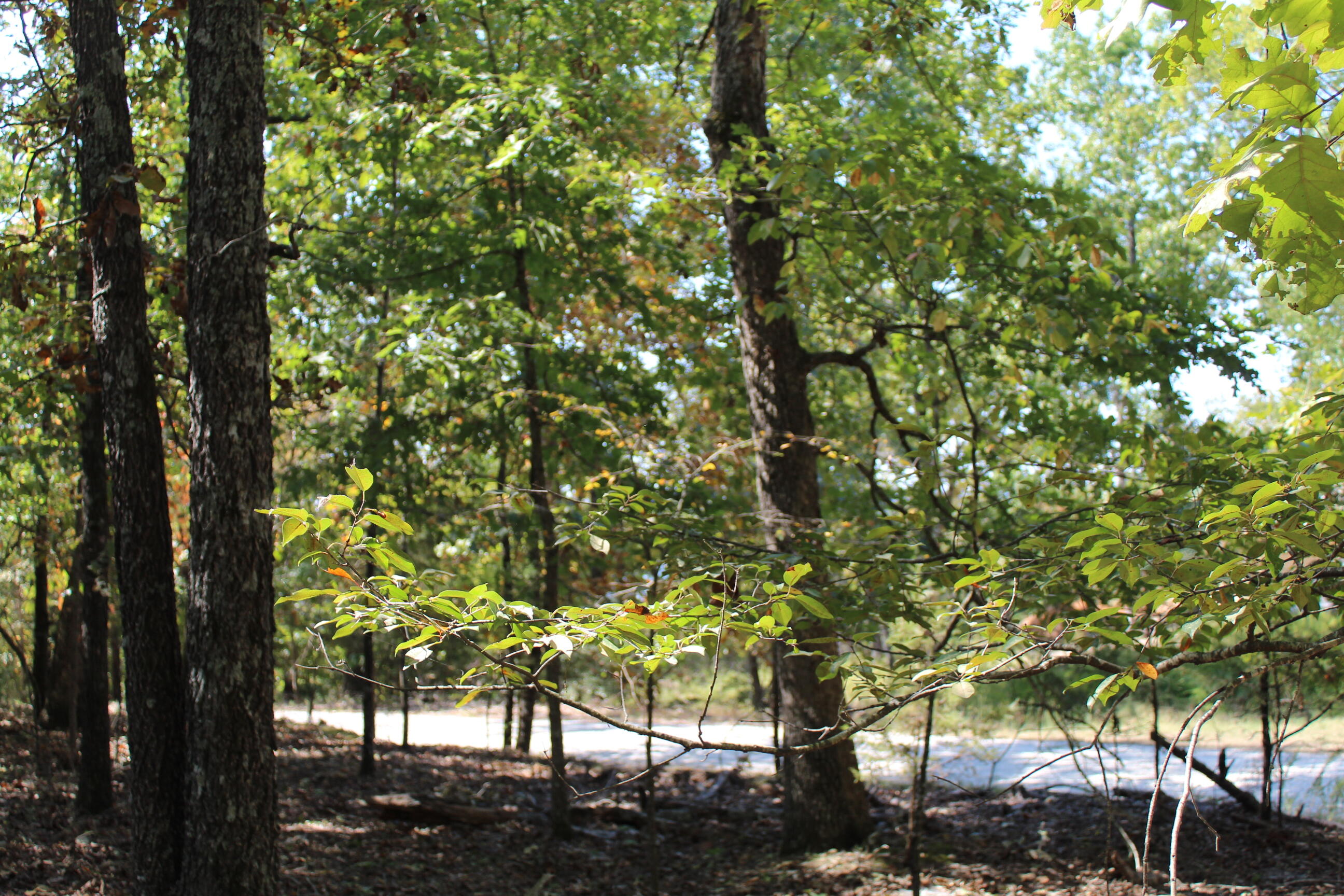 Photo 4 - Land for sale – 000  Blue Lake Drive  Protem, MO