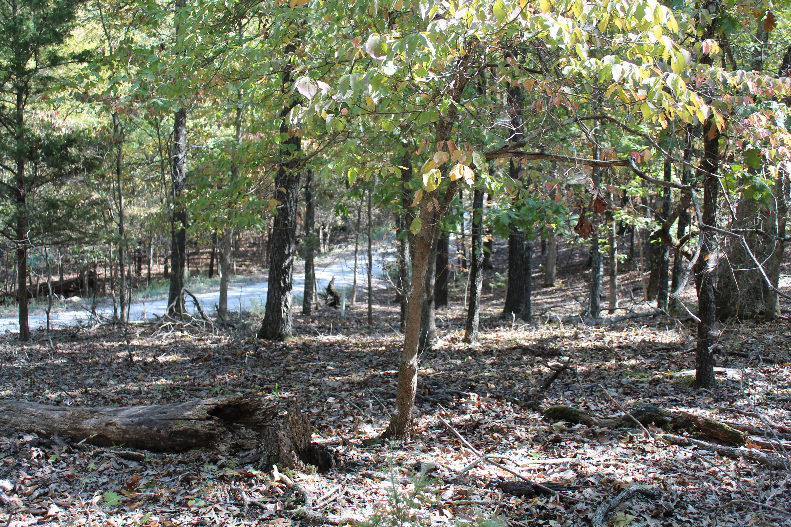 Photo 5 - Land for sale – 000  Blue Lake Drive  Protem, MO