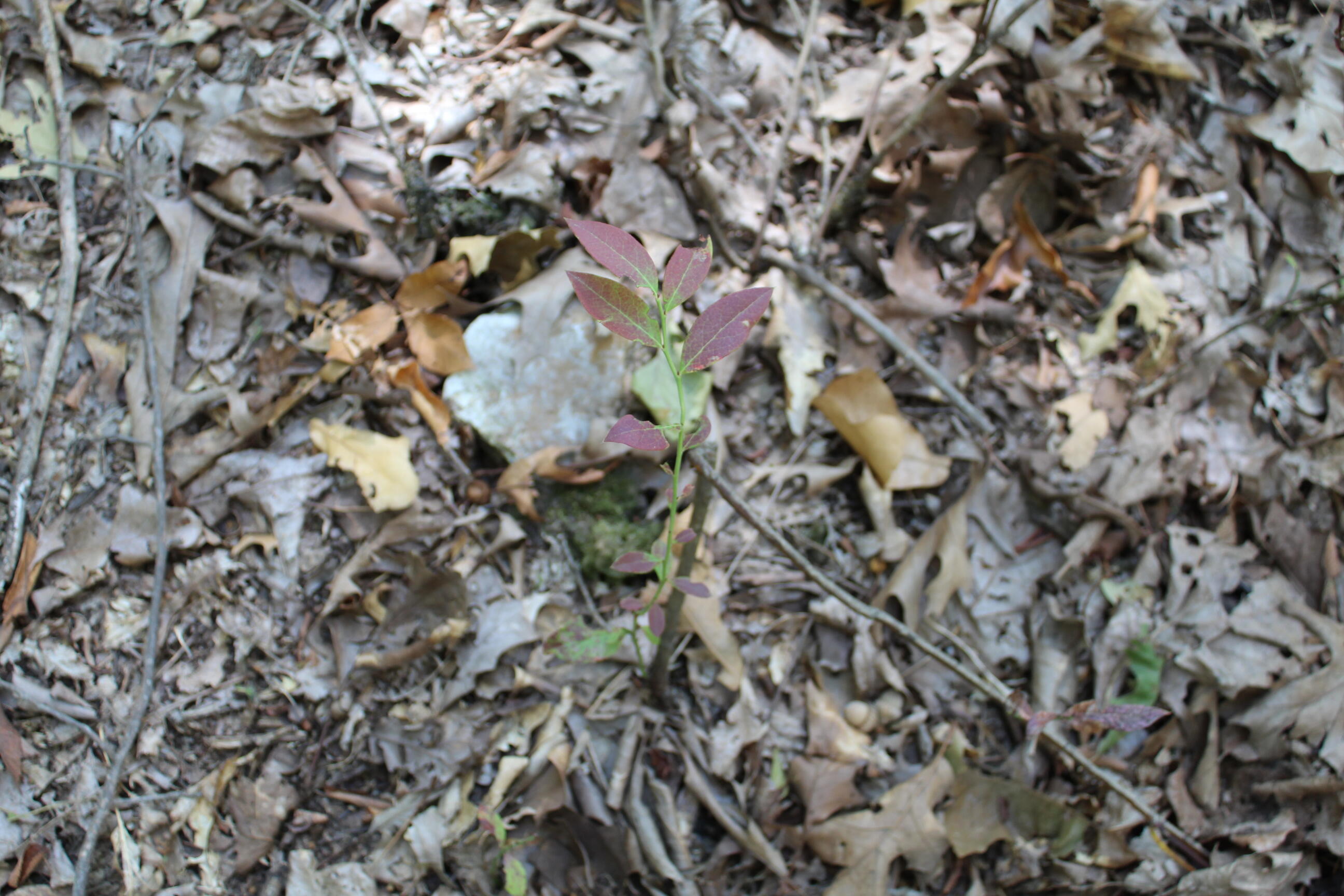Photo 19 - Land for sale – 000  Blue Lake Drive  Protem, MO