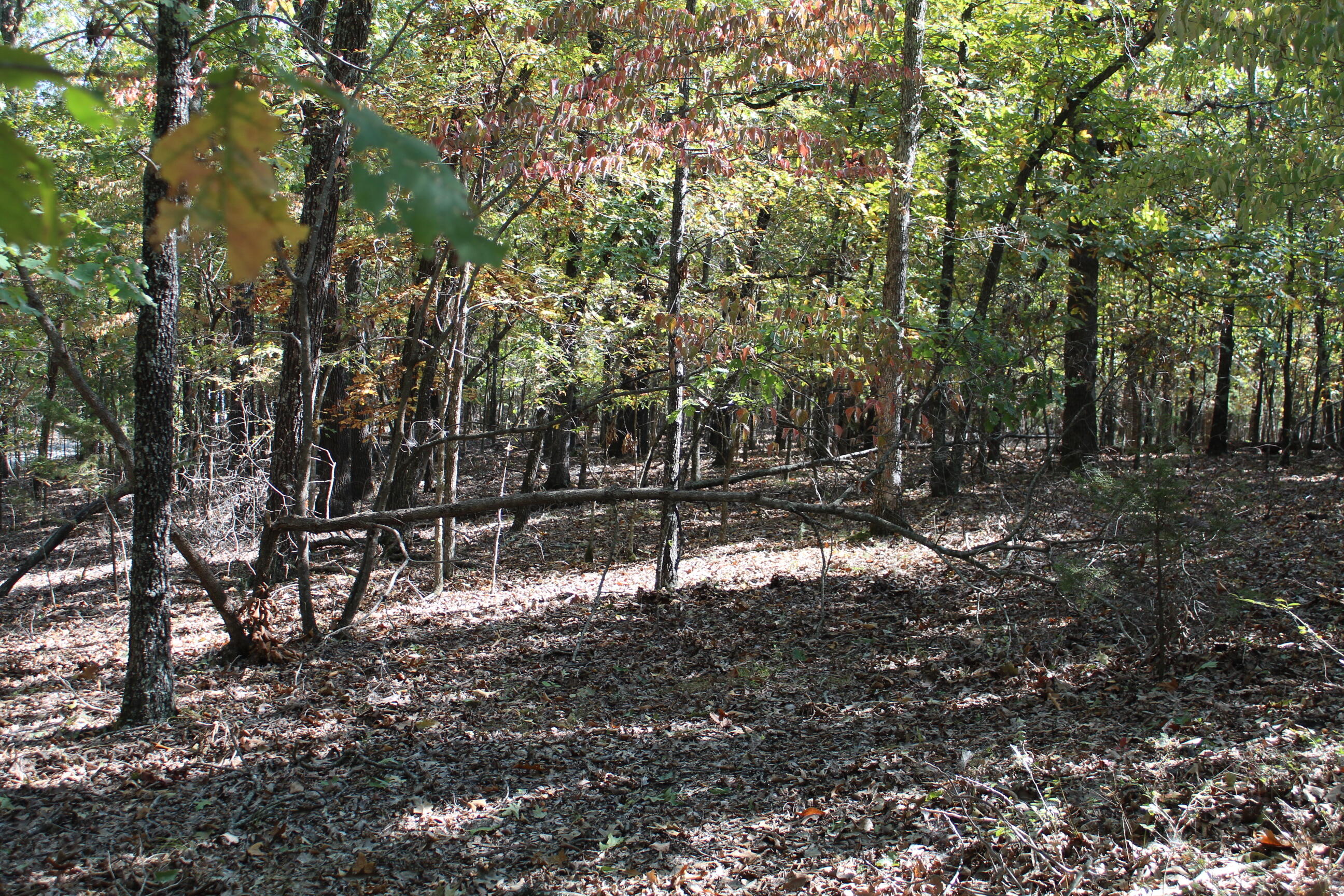 Photo 16 - Land for sale – 000  Blue Lake Drive  Protem, MO